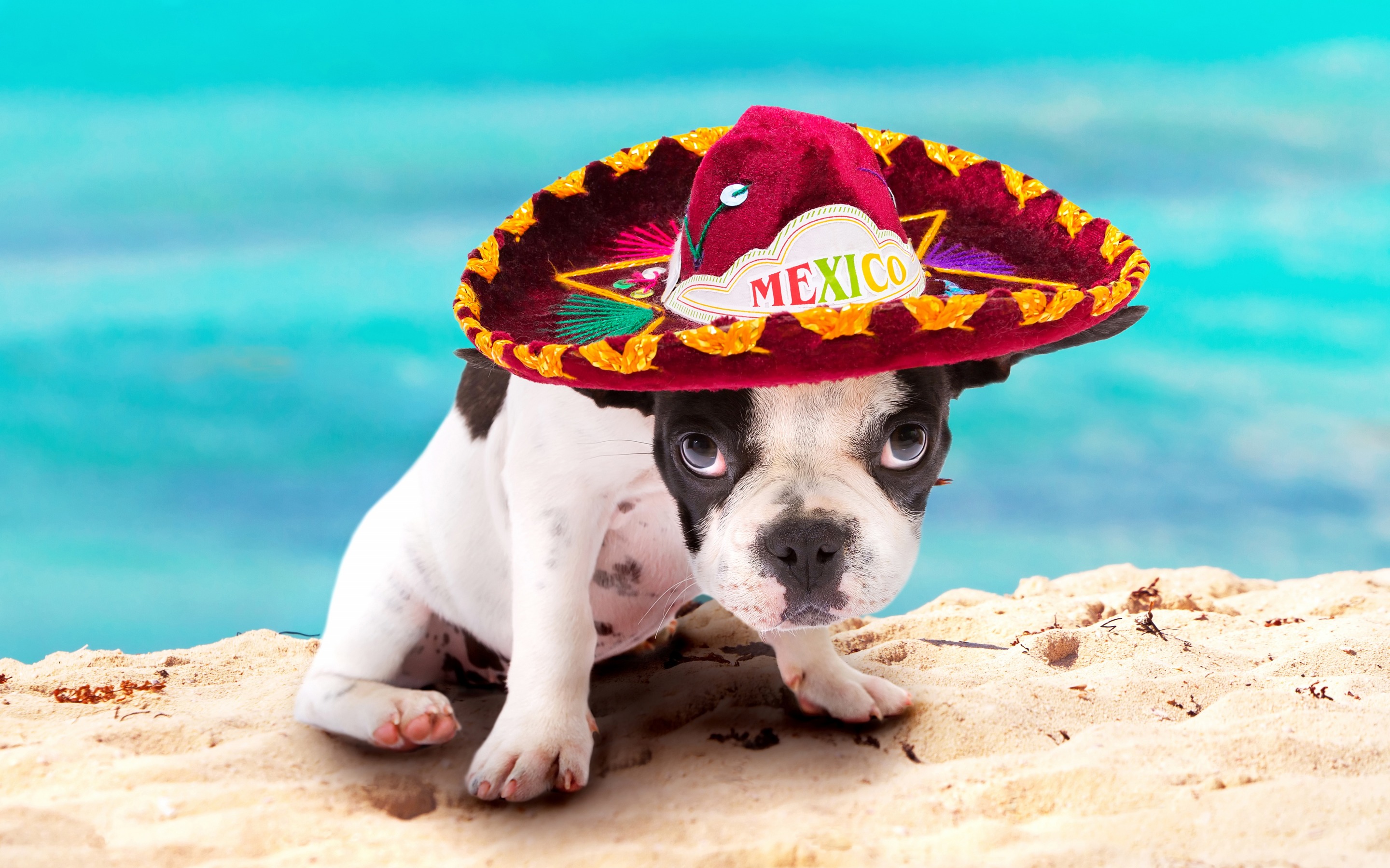 Download wallpaper French Bulldog, small puppy, Mexican red hat, small dog, white black puppy, cute animals, Mexico for desktop with resolution 2880x1800. High Quality HD picture wallpaper
