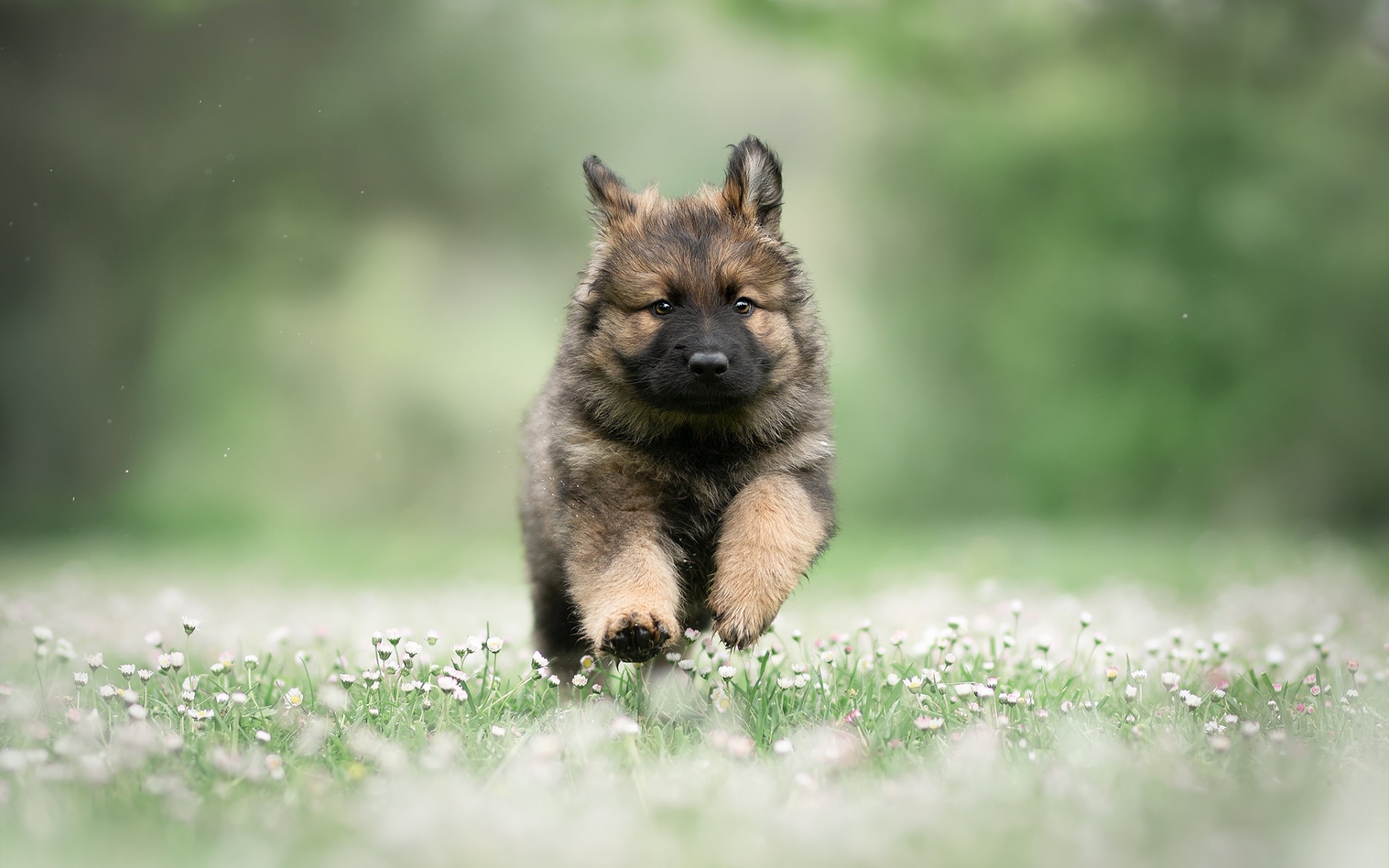 Running German Shepherd, Puppy, Summer, Pets, Cute Shepherd Small Puppy