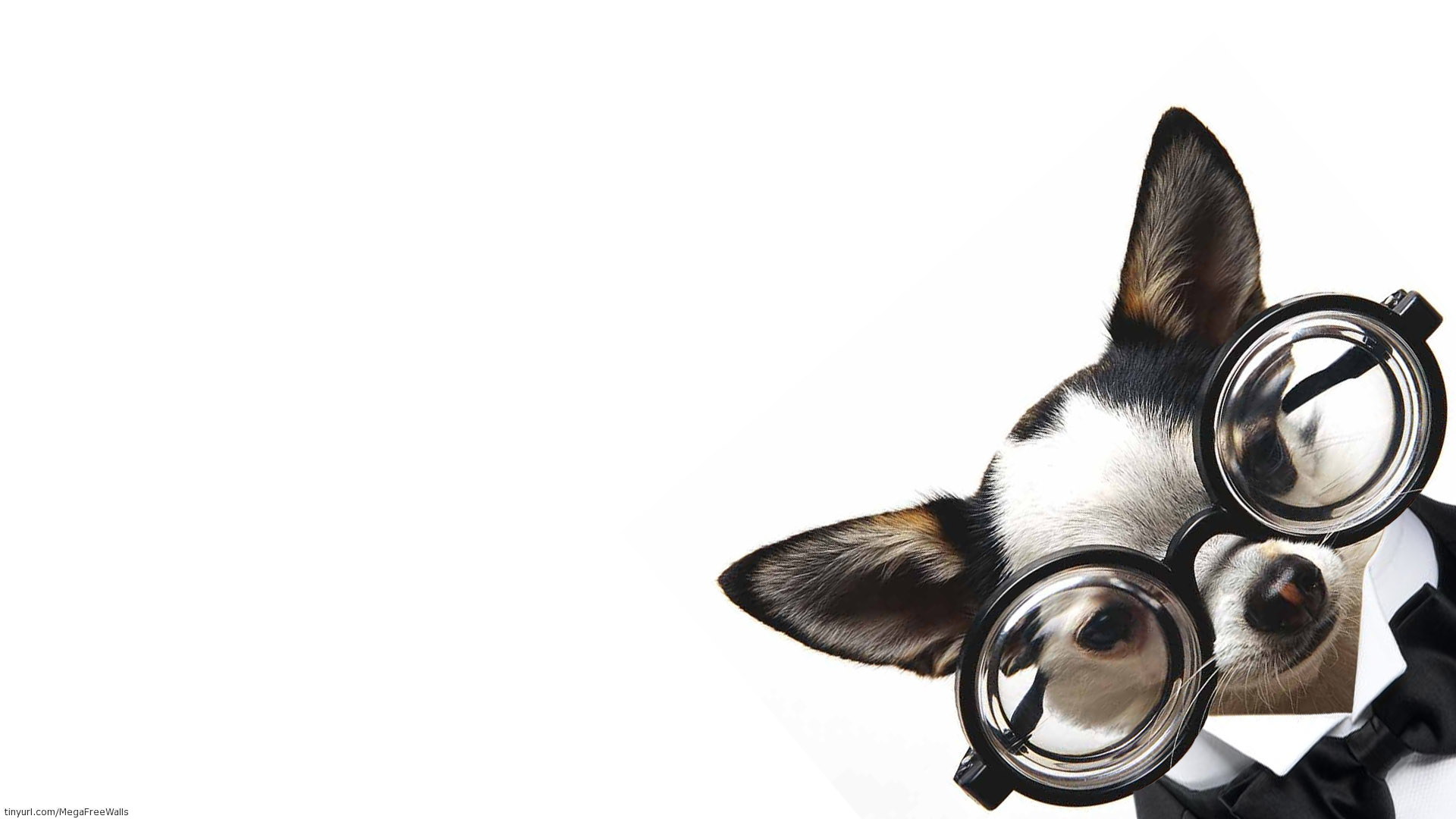 Dog Puppy Wallpaper:1920x1080