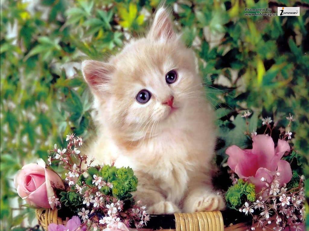 Cute Cat Wallpaper Kitten Cat Image HD Wallpaper & Background Download