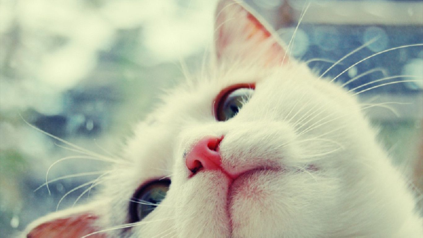 Cute Cats Wallpaper Free Download Wallpaper Free Download Wallpaper & Background Download