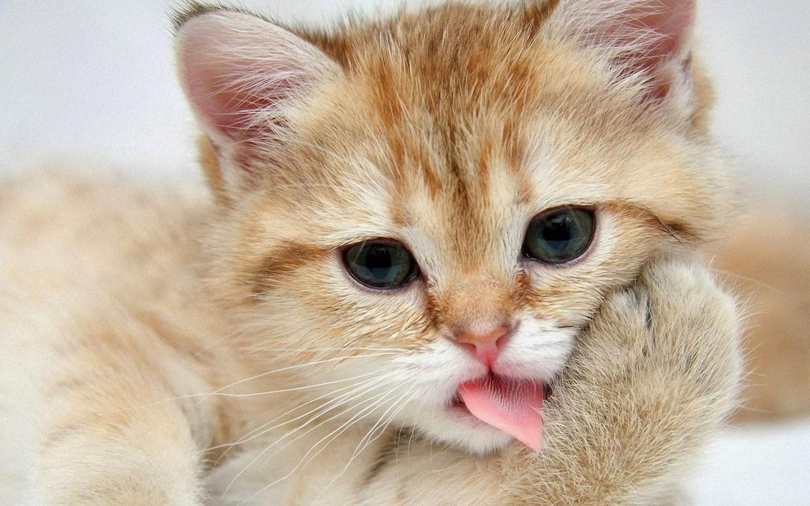 Cute Cats Wallpaper Free Download Licking Its Paws