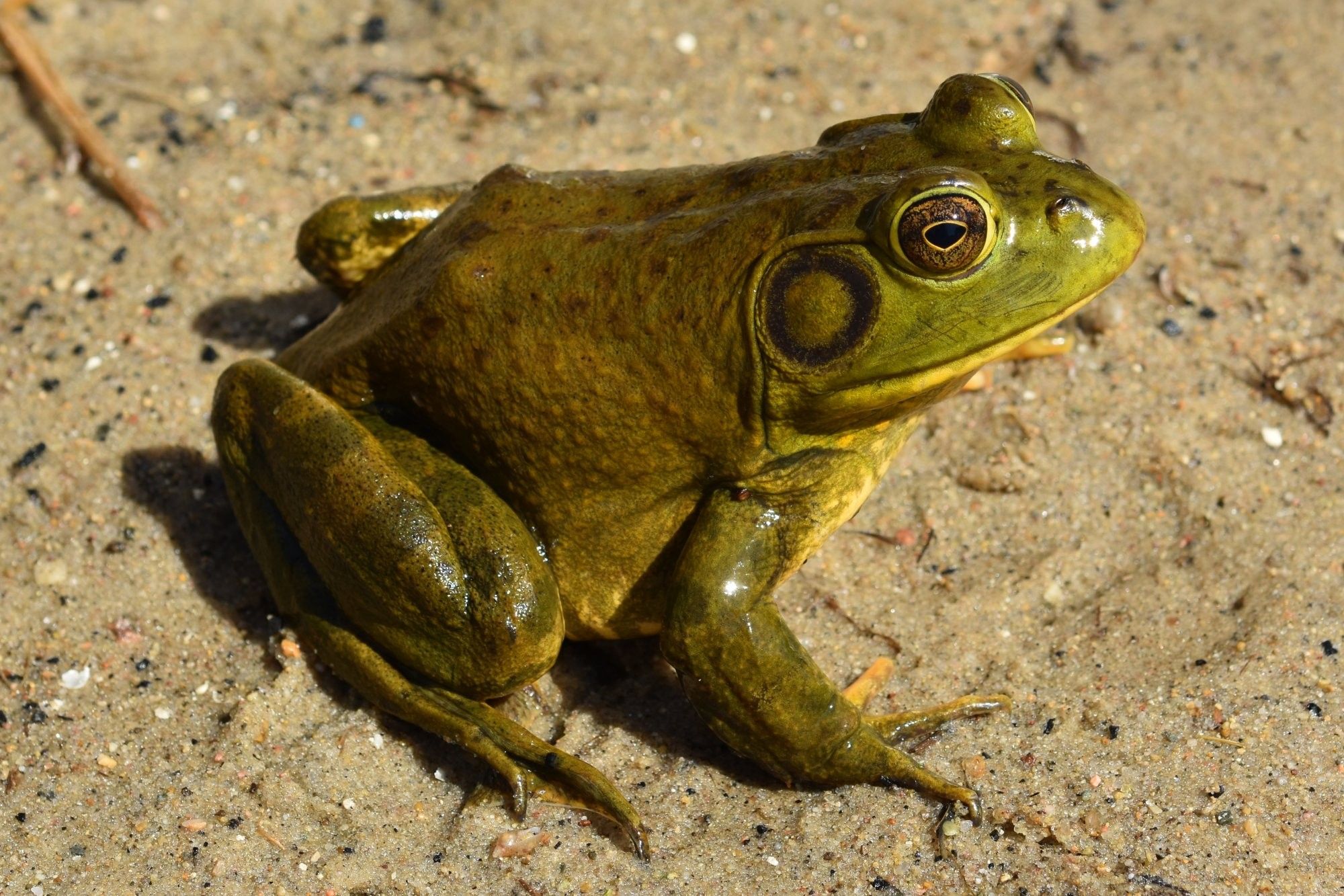 American Bullfrog. Điêu khắc