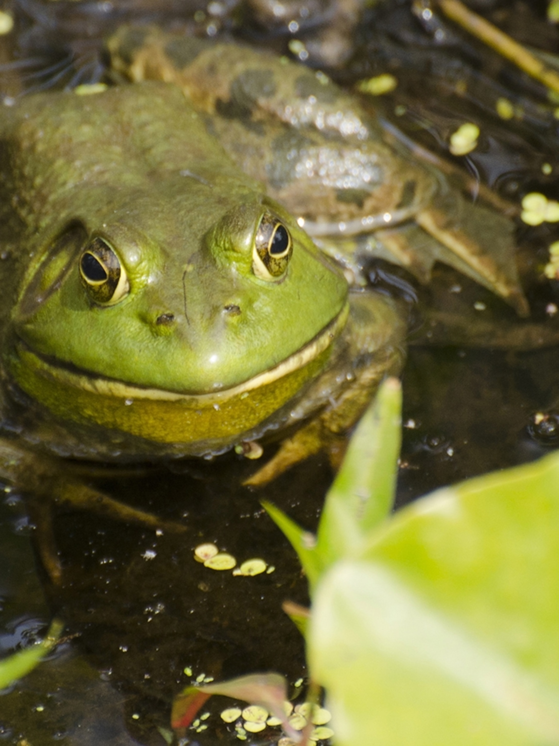 American Bullfrog Wallpapers - Wallpaper Cave