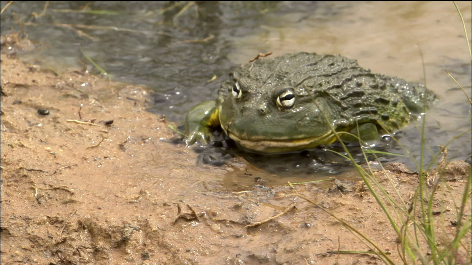 Nature. Bullfrog Dad Protects the Brood. Season 32