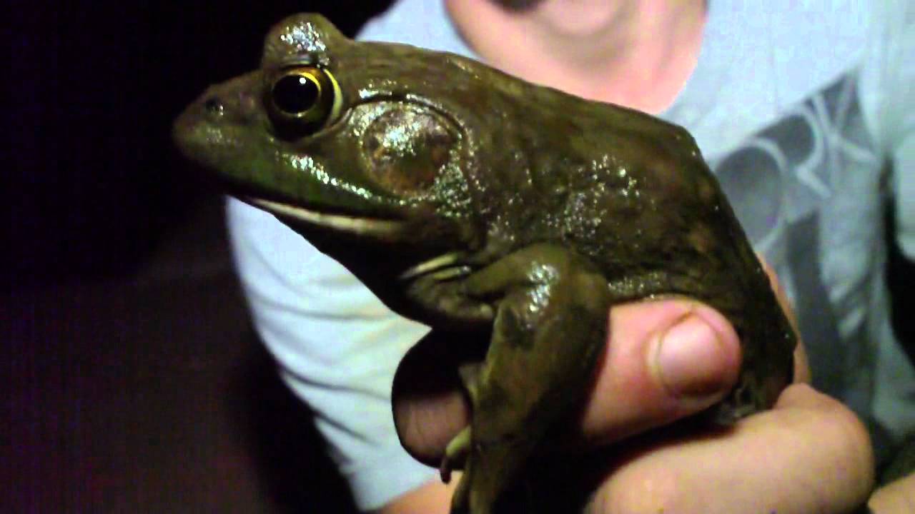 American Bullfrog