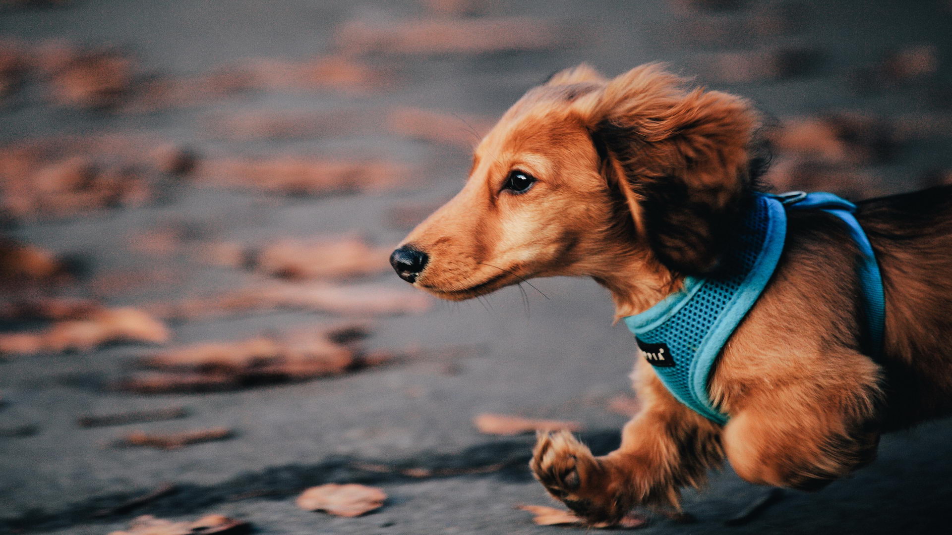 Dachshund Wallpaper HD for Desktop, iPhone