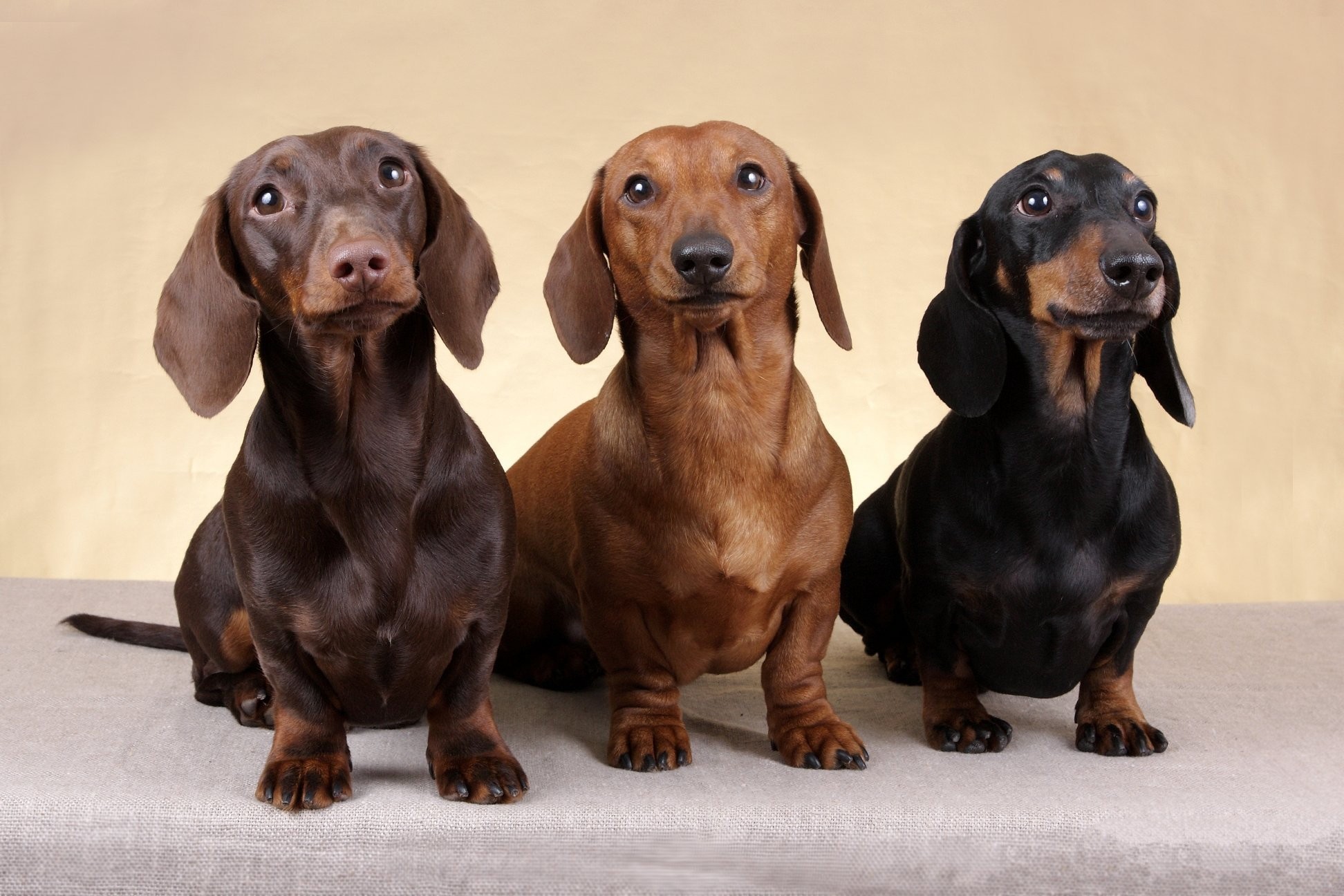 Weenie Dog Wallpapers - Wallpaper Cave