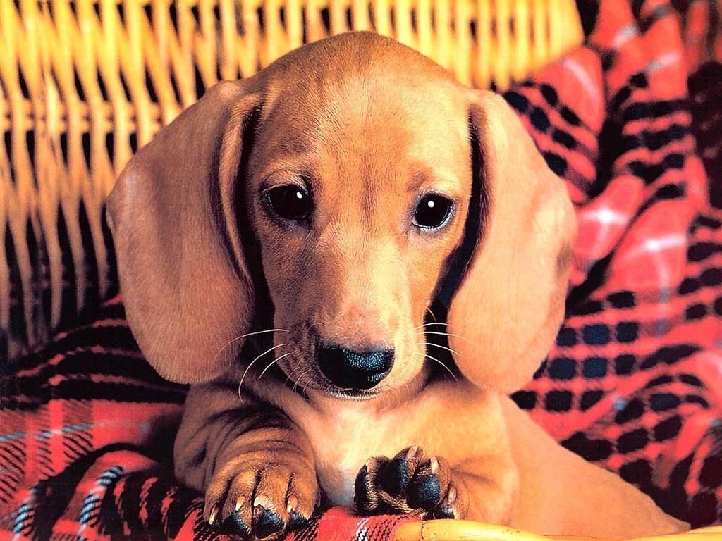 Dogs Wallpaper: Cute Dog Wallpaper. Cute puppies, Cute dogs, Puppies