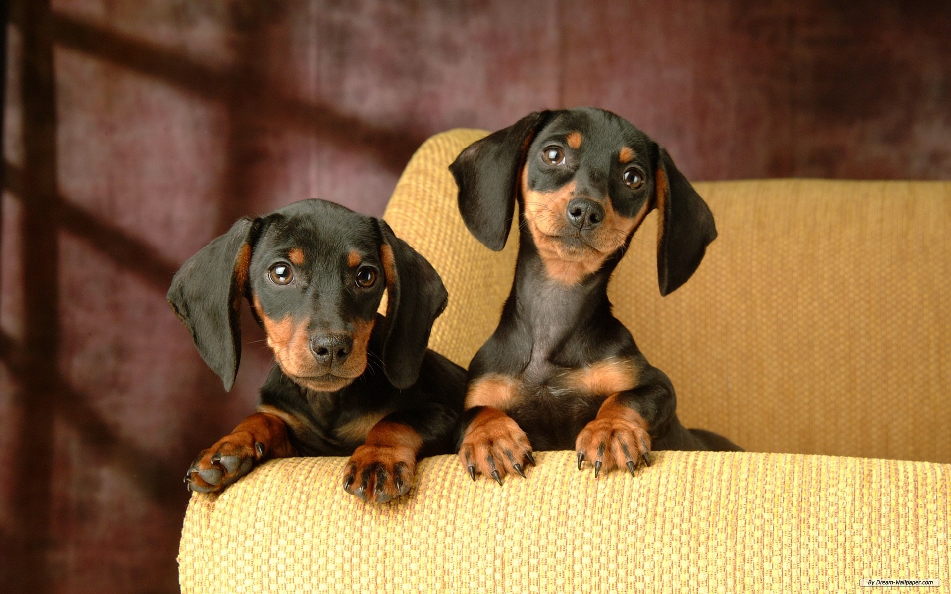 Free Animal Wallpaper Puppies Wallpaper & Background Download