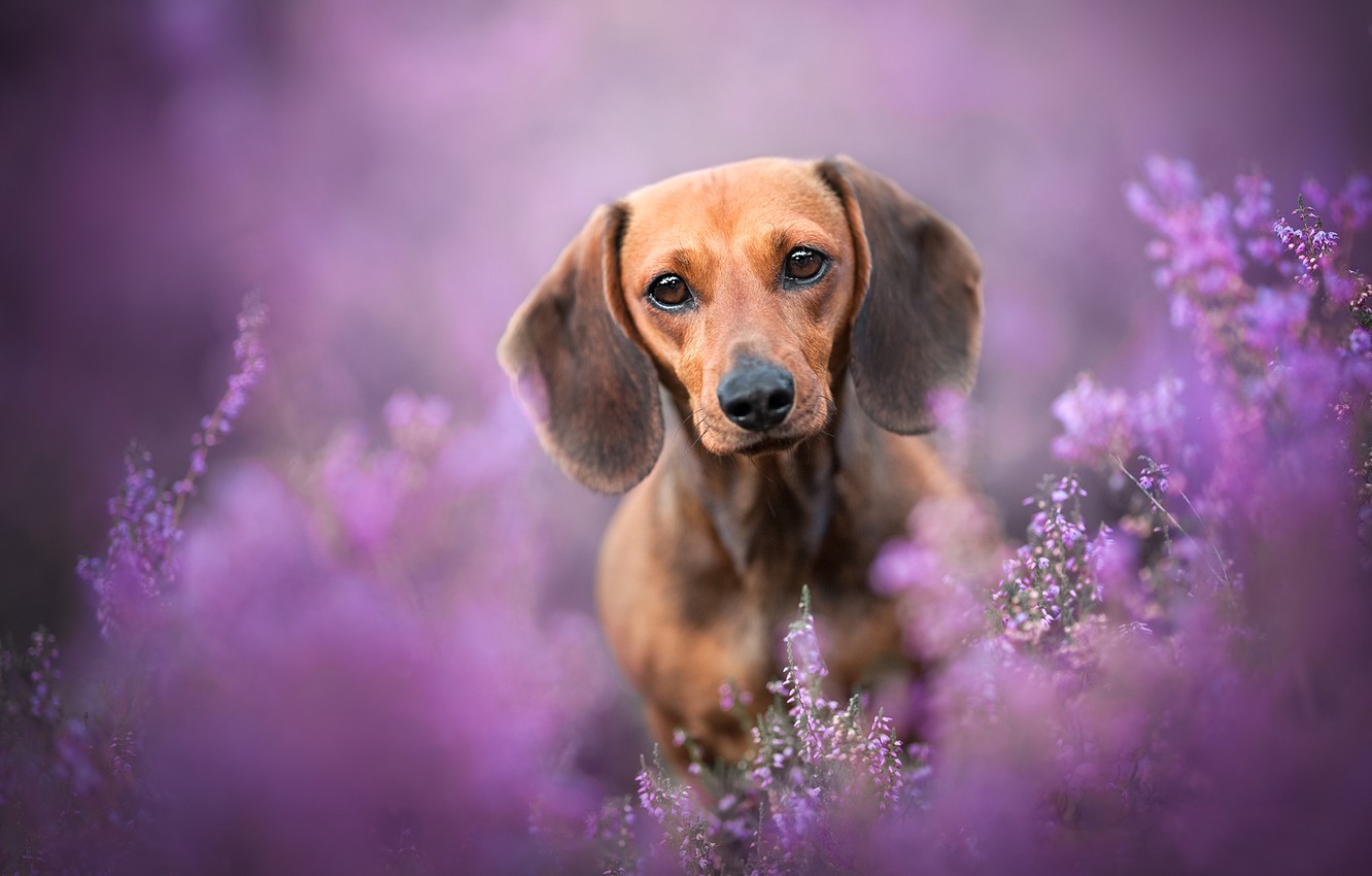 Wallpaper look, face, dog, bokeh, Dachshund, Heather image for desktop, section собаки