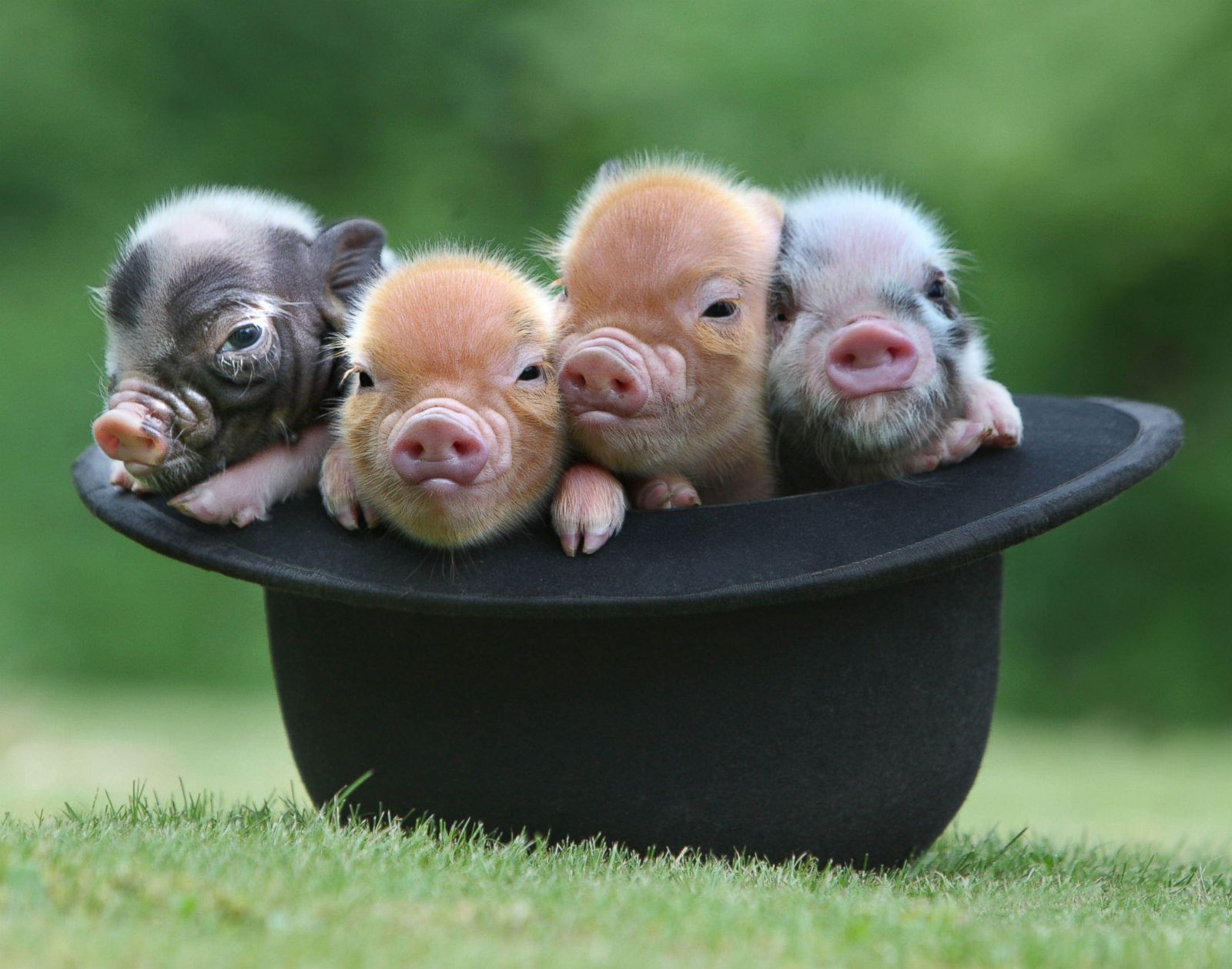Most Adorable Micro Pig Photo Ever! Photo