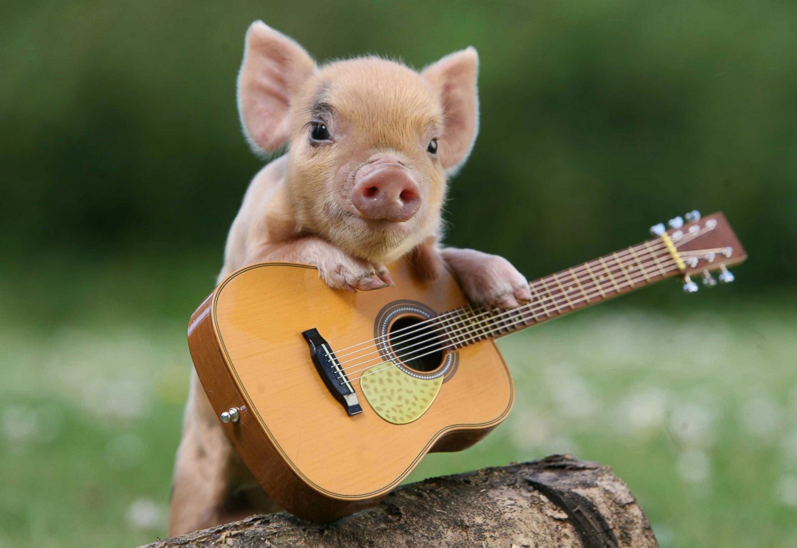 Most Adorable Micro Pig Photo Ever! Photo