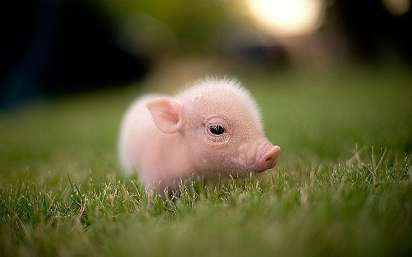 Baby Pig Wallpaper Free Baby Pig Background
