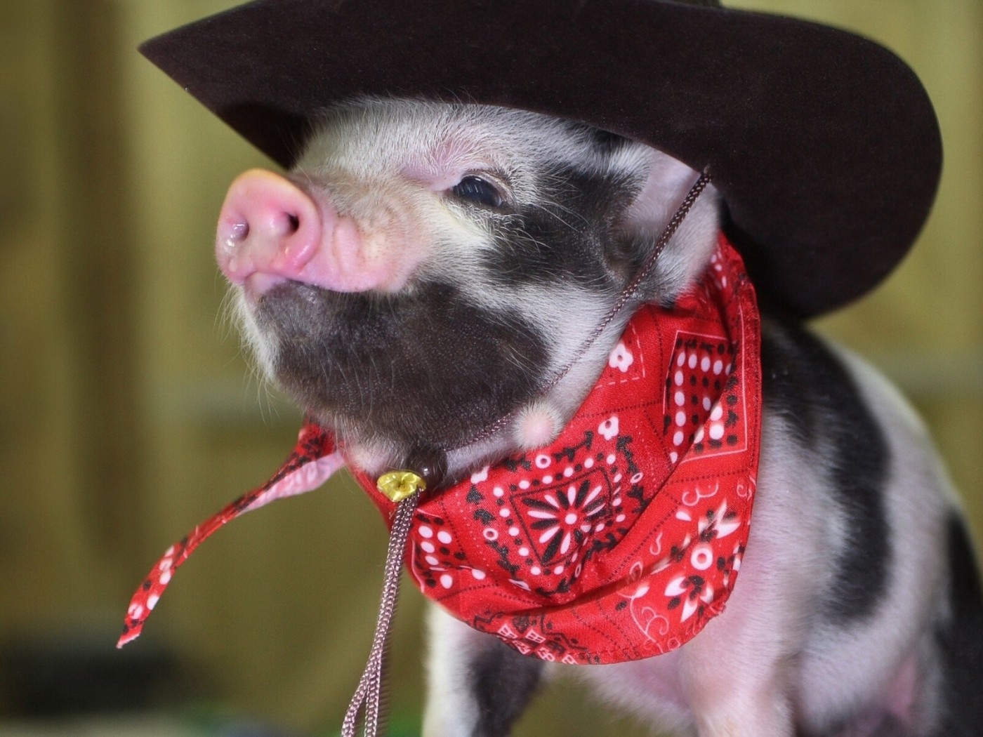 Wallpaper Pig, Little Pig, Cowboy Hat, Bandana Pig In Outfit