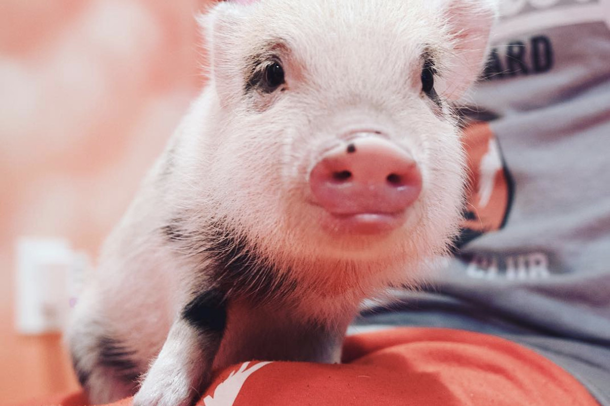 Teacup pigs are popular on YouTube and Instagram once again, but be warned