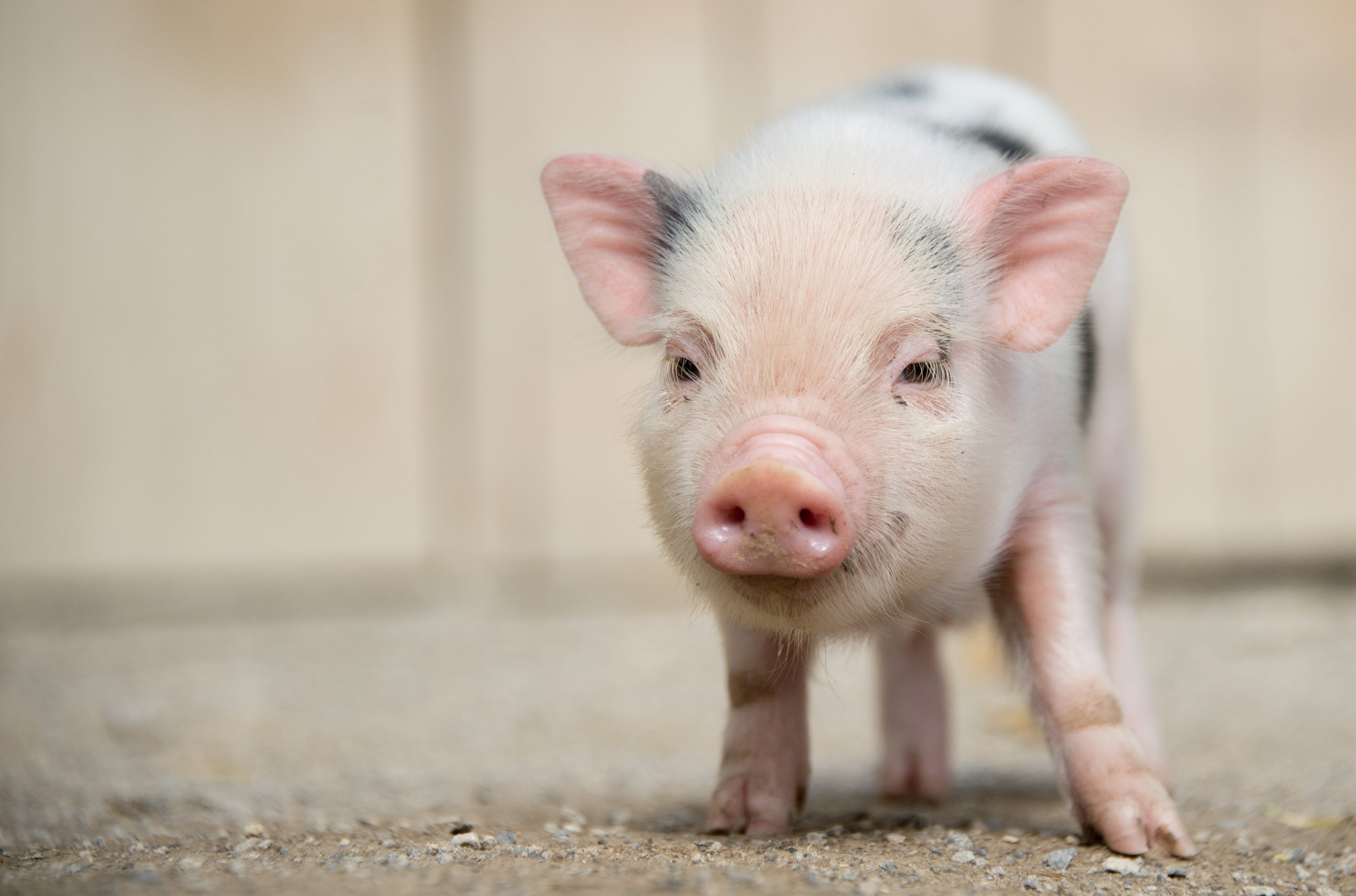 Teacup Pig Wallpapers - Wallpaper Cave