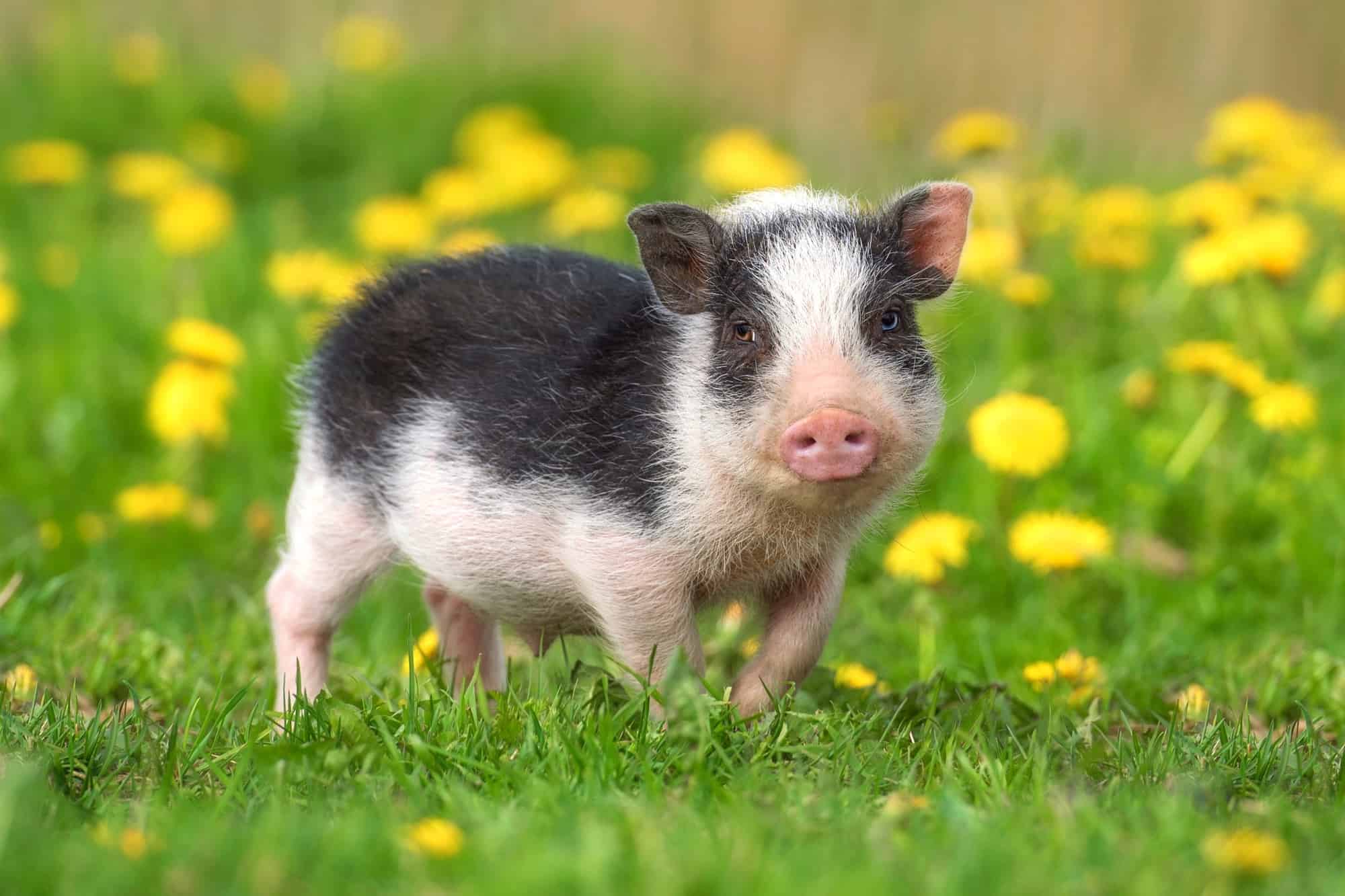 Shocking Facts About Teacup Pigs You Need to Know