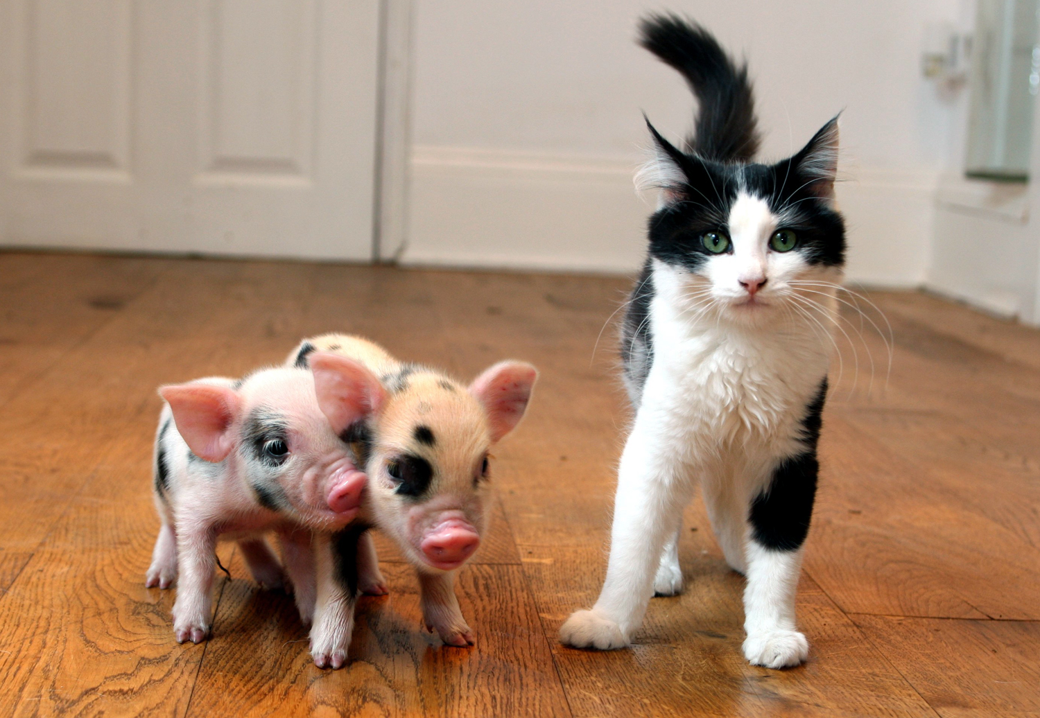 Latest pet craze: Teacup pigs