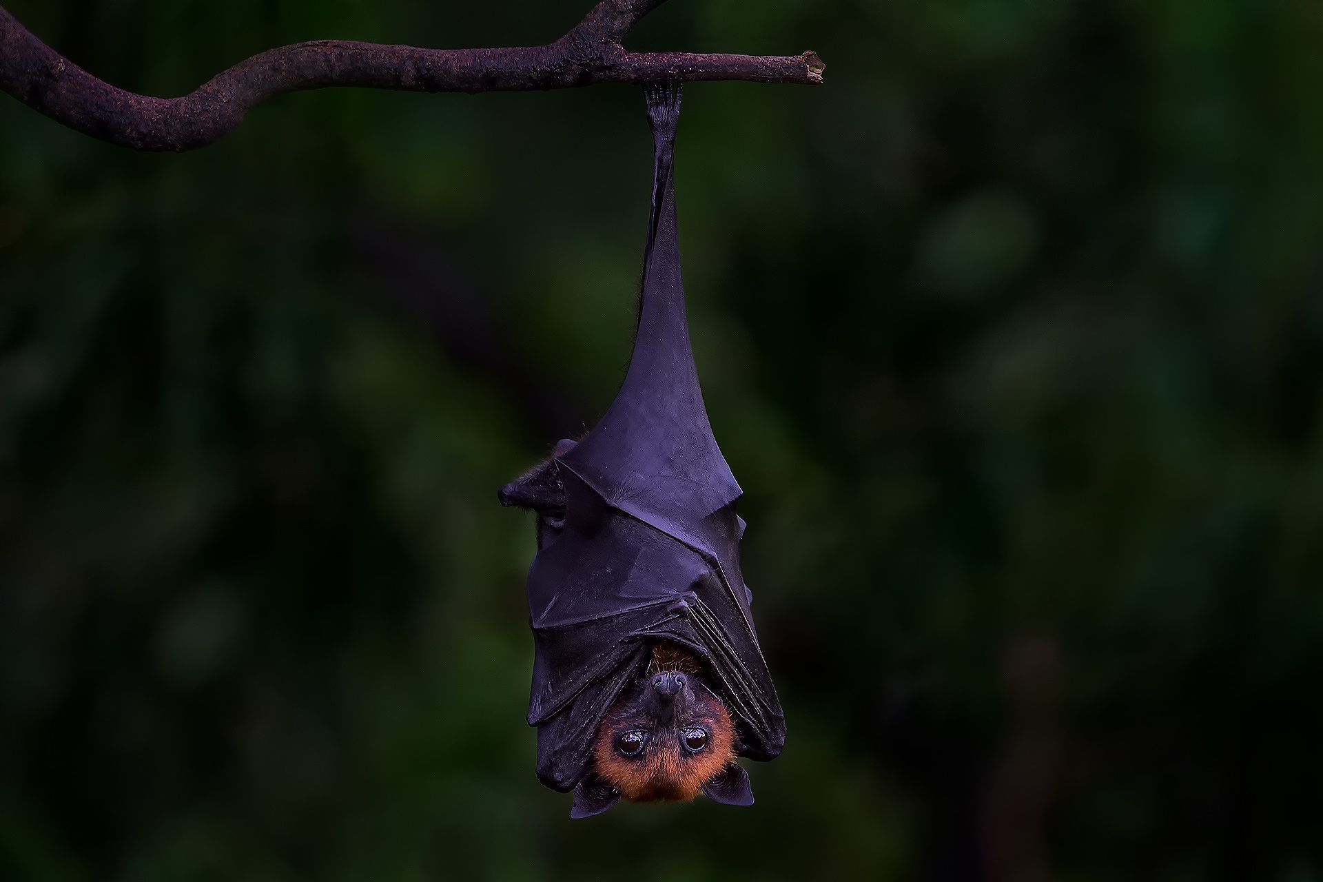 Randoms Pics and Memes to Scrub Your Brain. Hanging upside down, Bat, Hanging bat