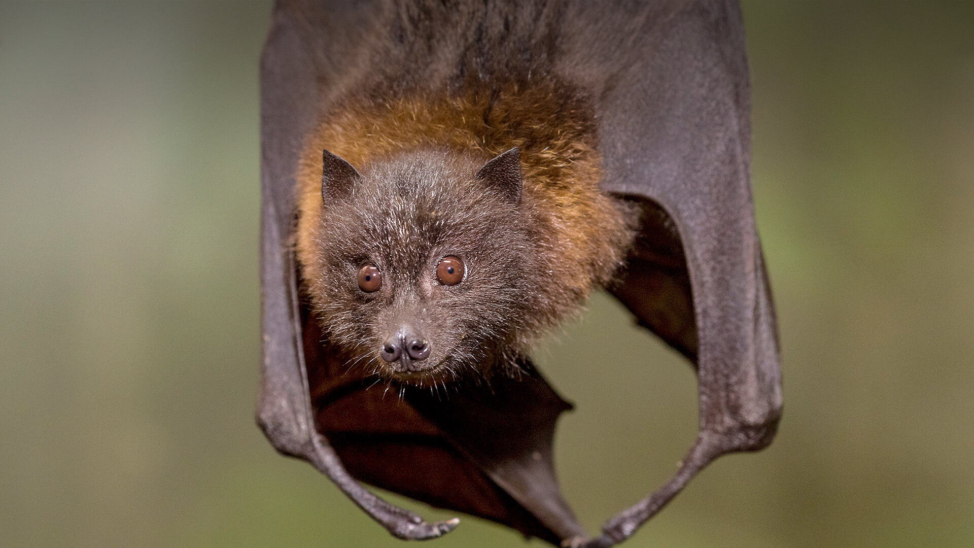 Hero Rodrigues Fruit Bat For Science