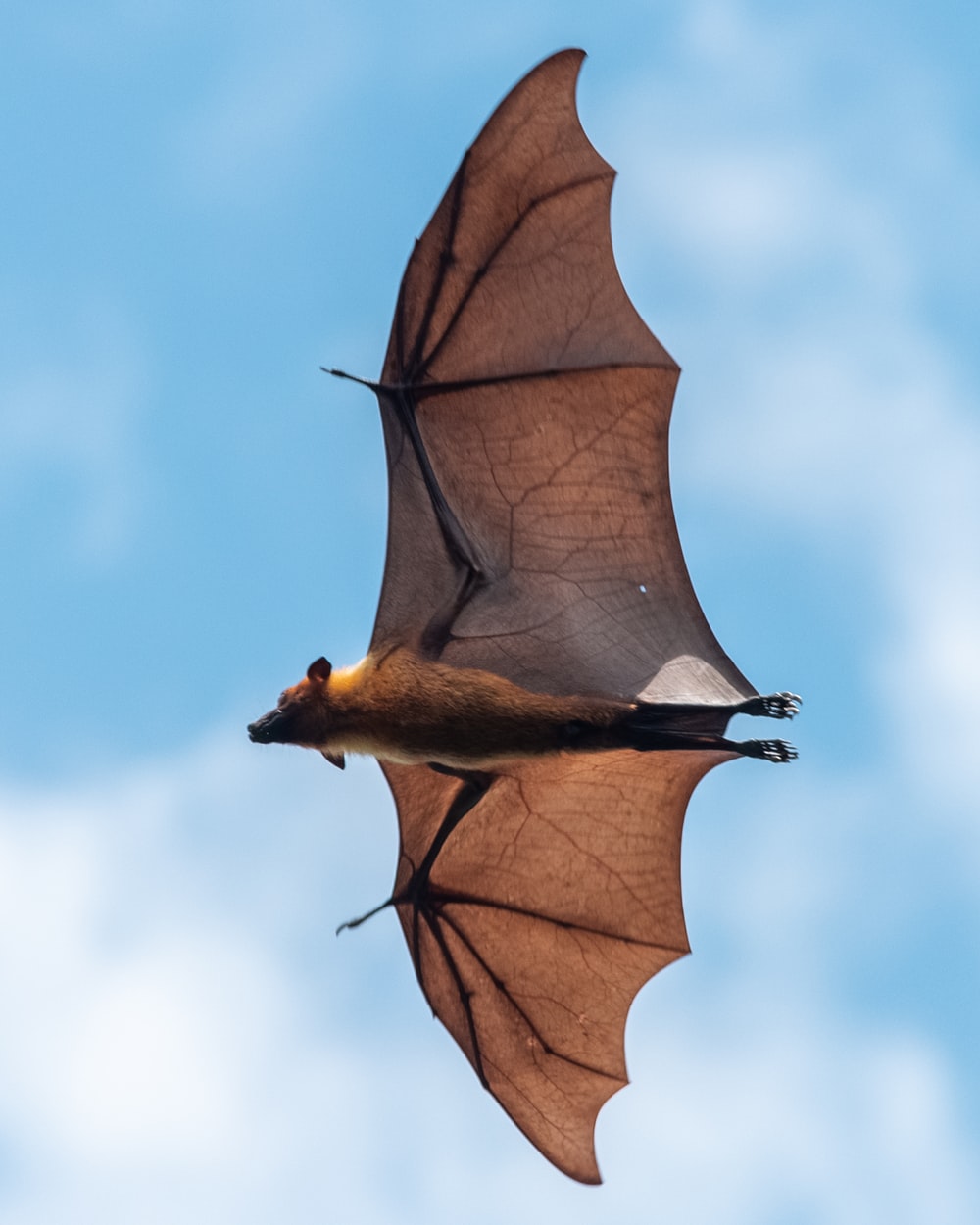 Flying Fox Picture. Download Free Image