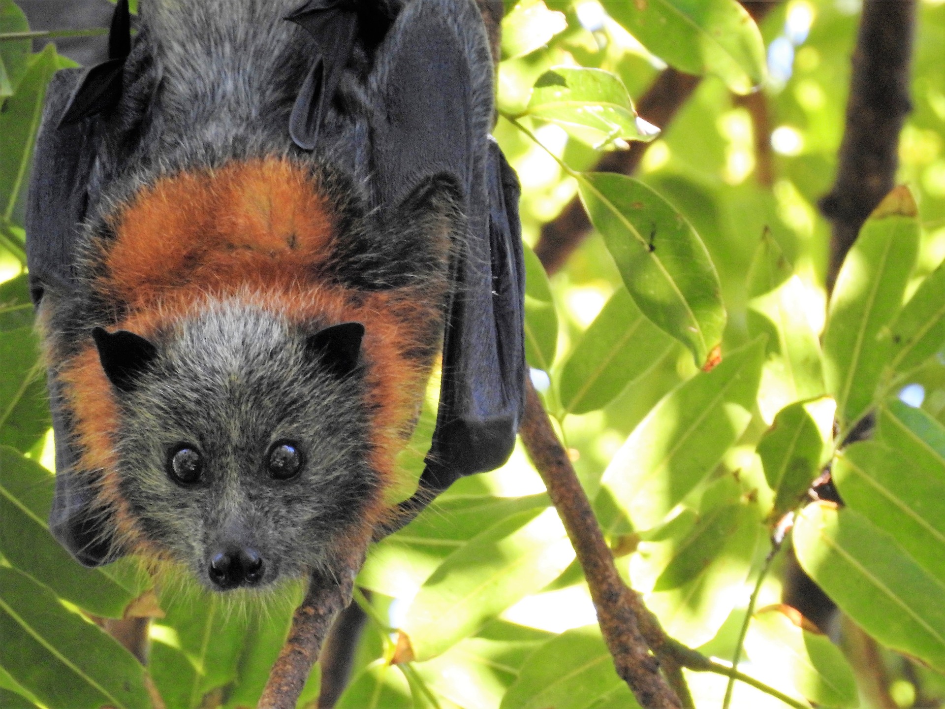 Fruit Bat Facts About the Majestic Megabat Your Curiosity Into Discovery