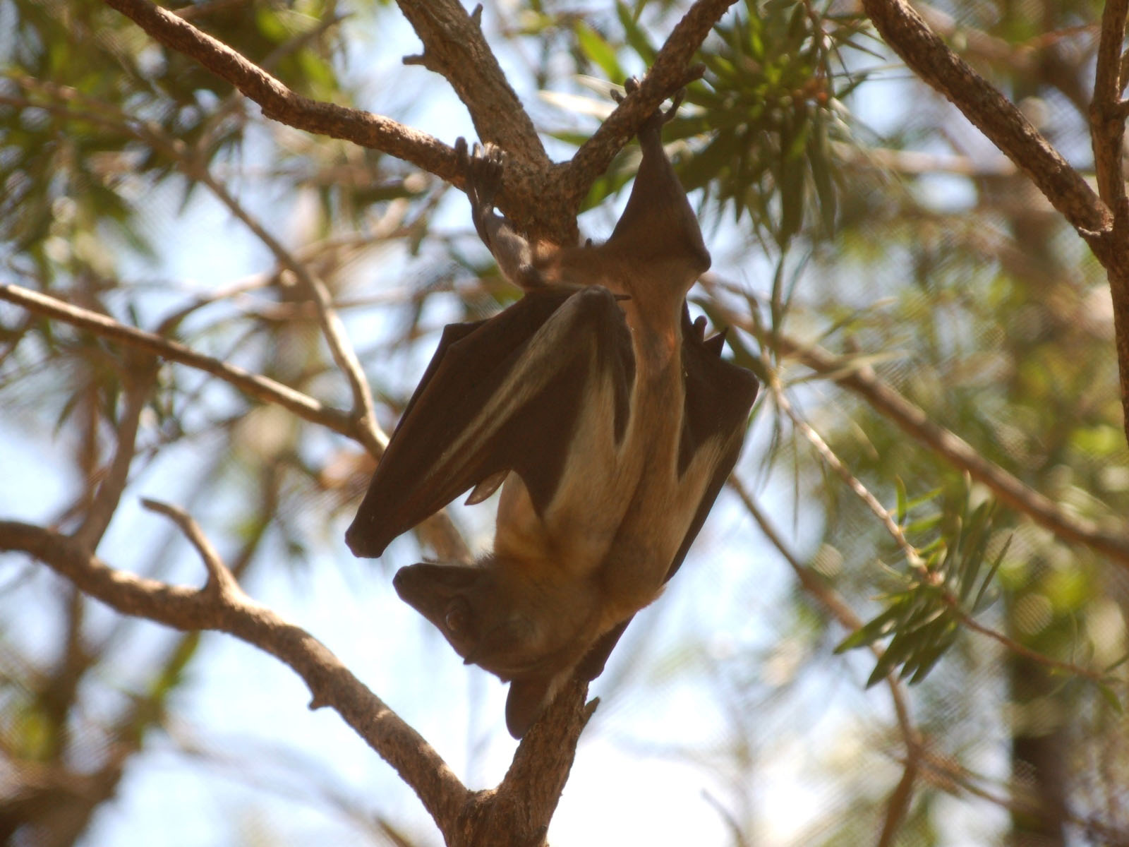Fruit Bat Wallpapers - Wallpaper Cave