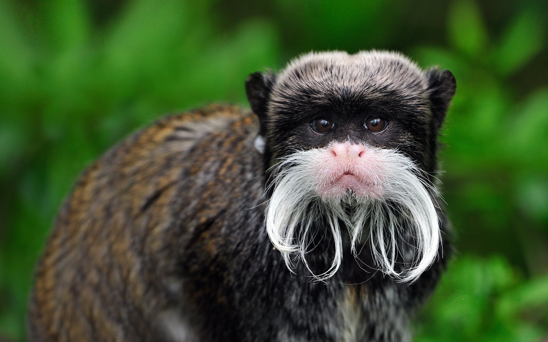 Emperor Tamarin by Thomas Marent HD Wallpaper