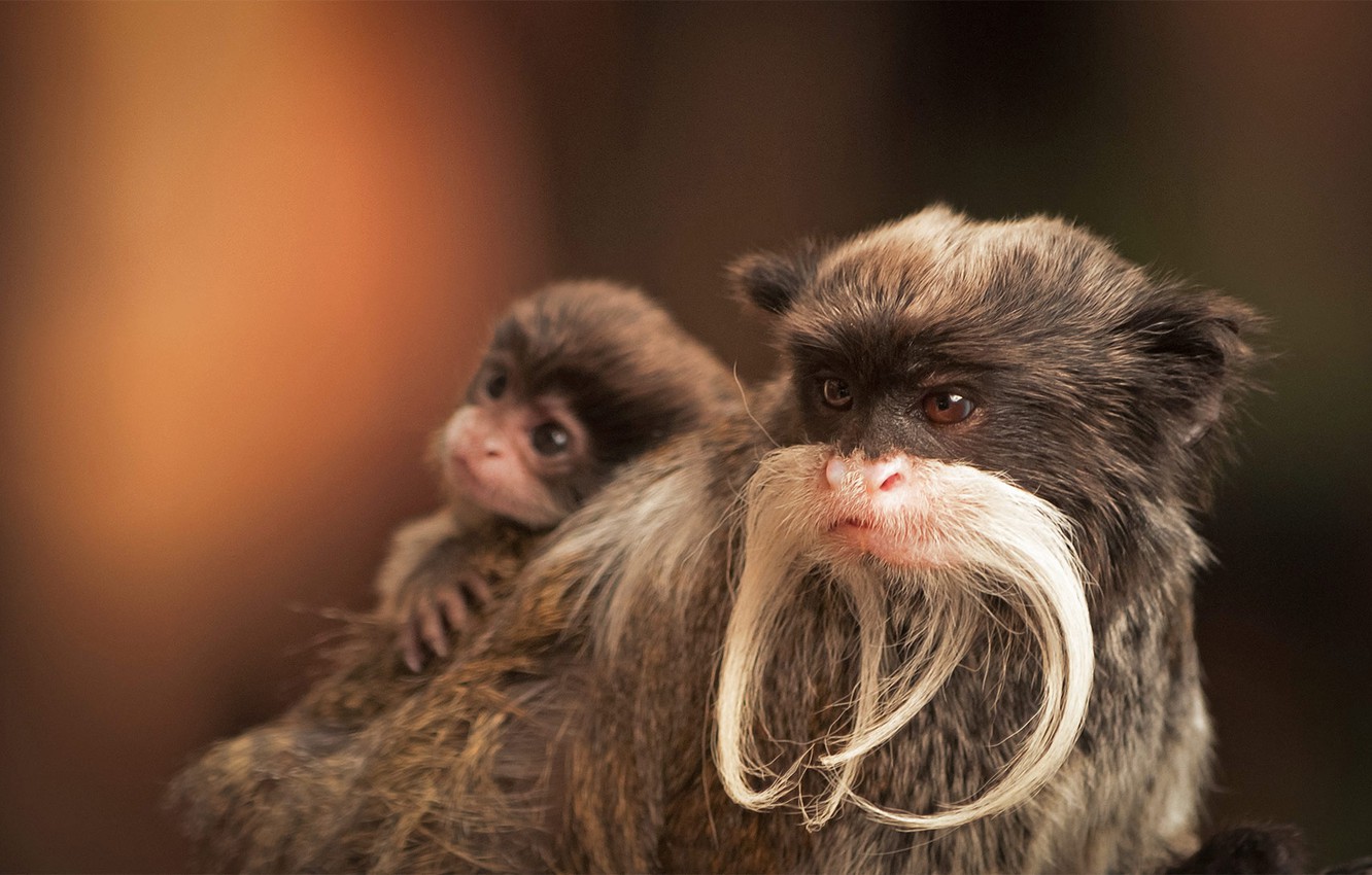 Wallpaper cub, the primacy of, Emperor Tamarin image for desktop, section животные
