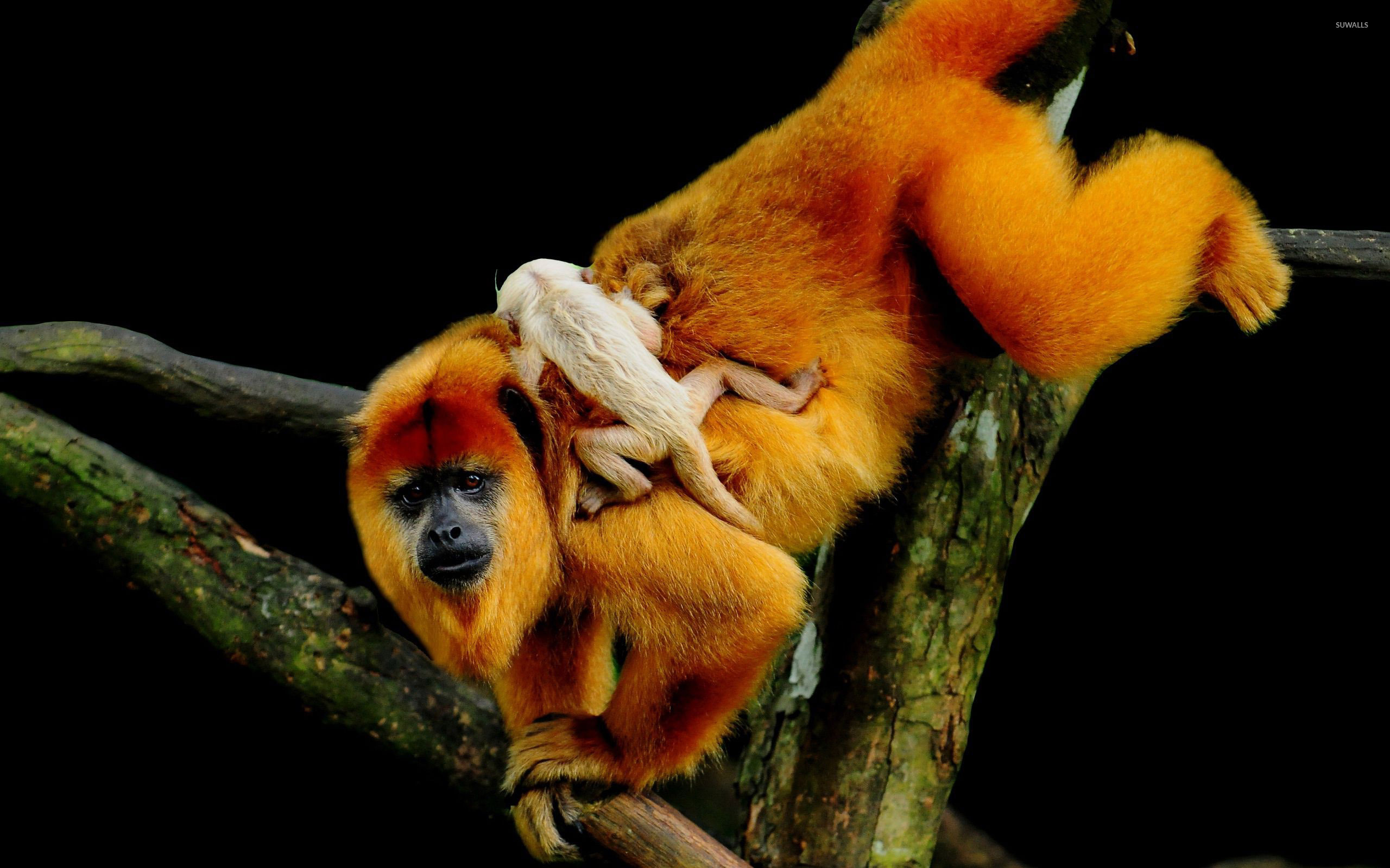 Golden Lion Tamarin Monkey wallpaper wallpaper