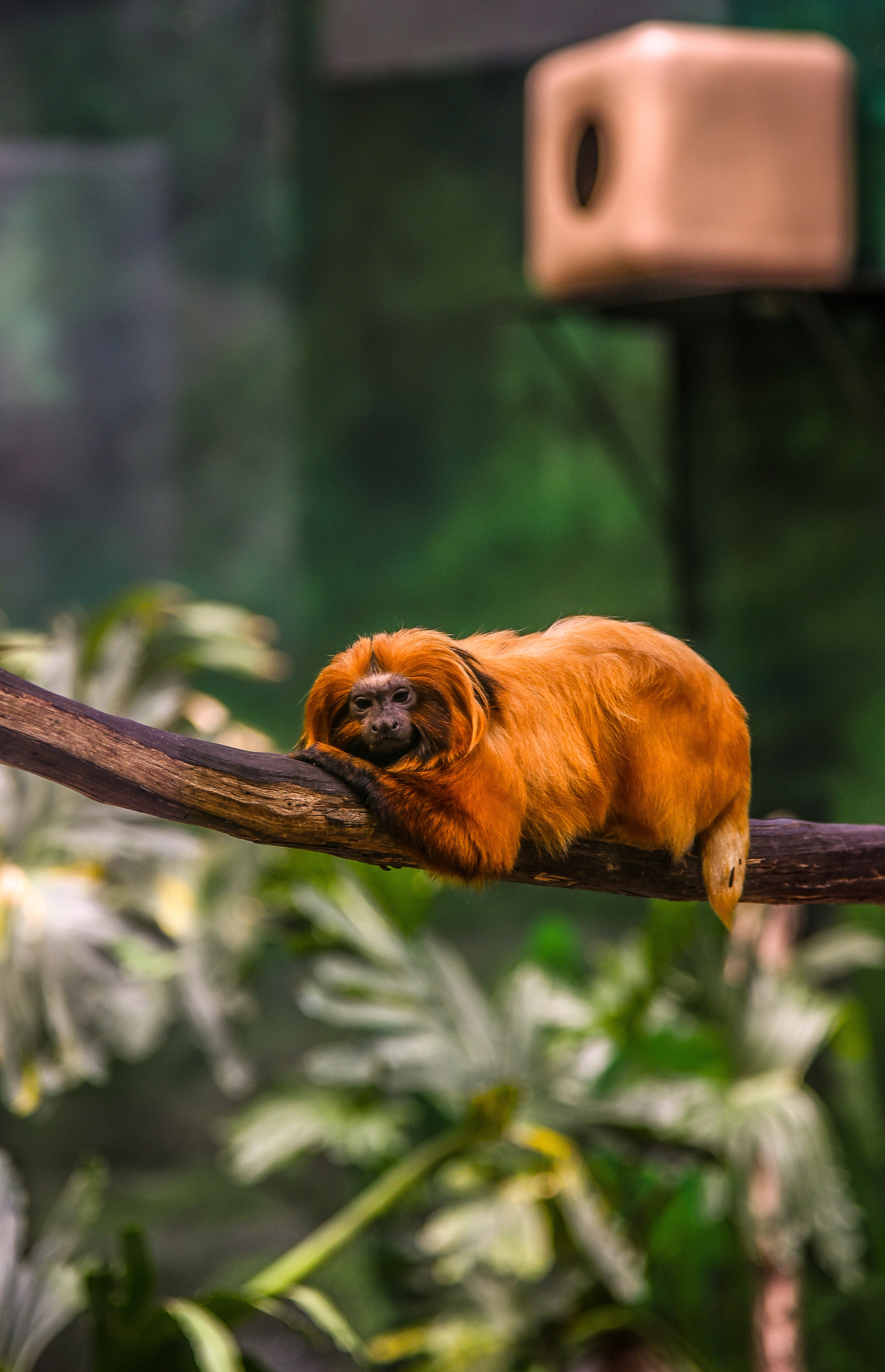 Golden Lion Tamarin · Free