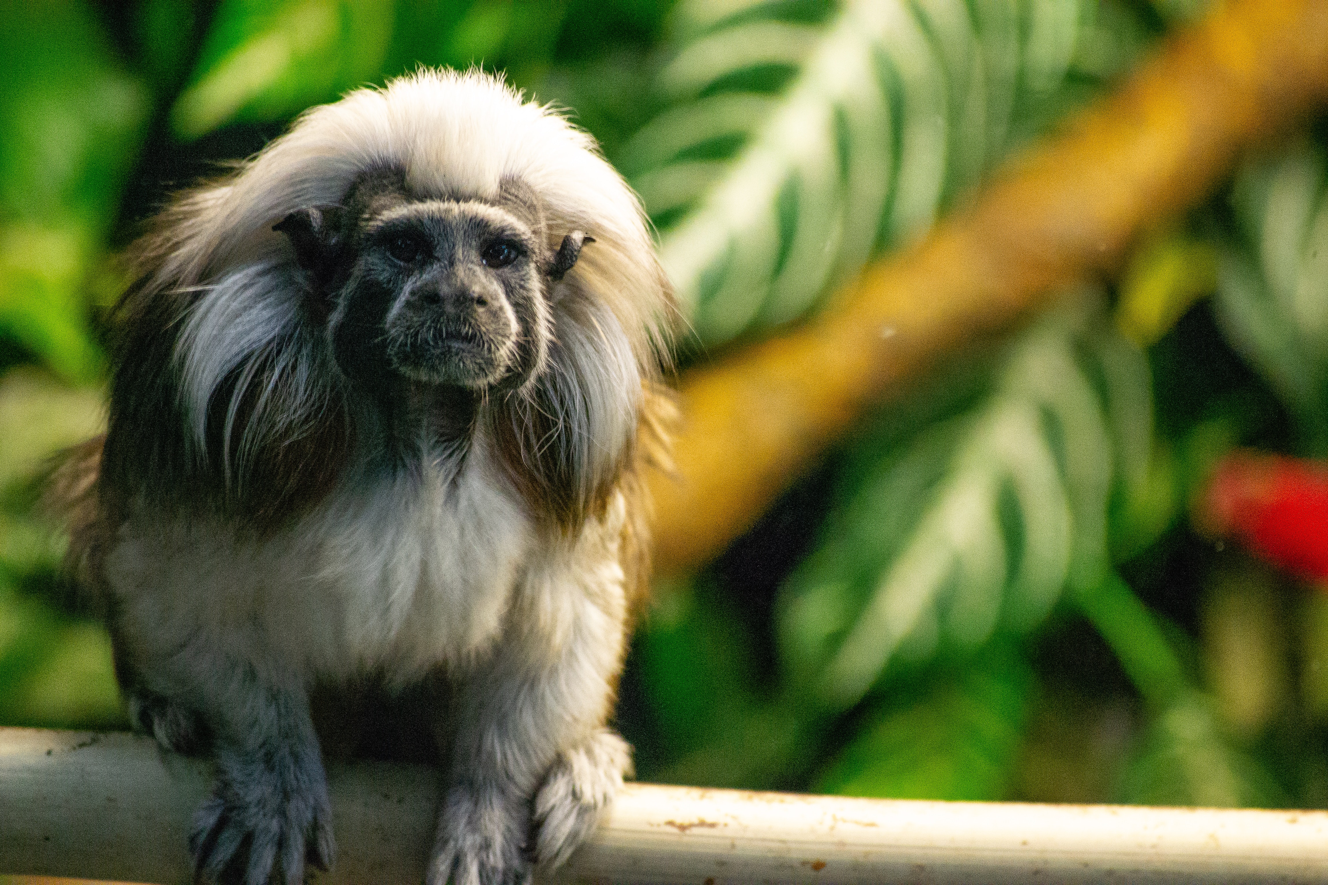 30,Best Cotton Top Tamarin Photo · 100% Free Downloads