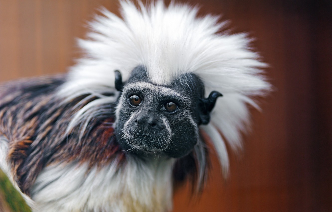 Wallpaper look, monkey, painting, the primacy of, Oedipus Tamarin image for desktop, section животные