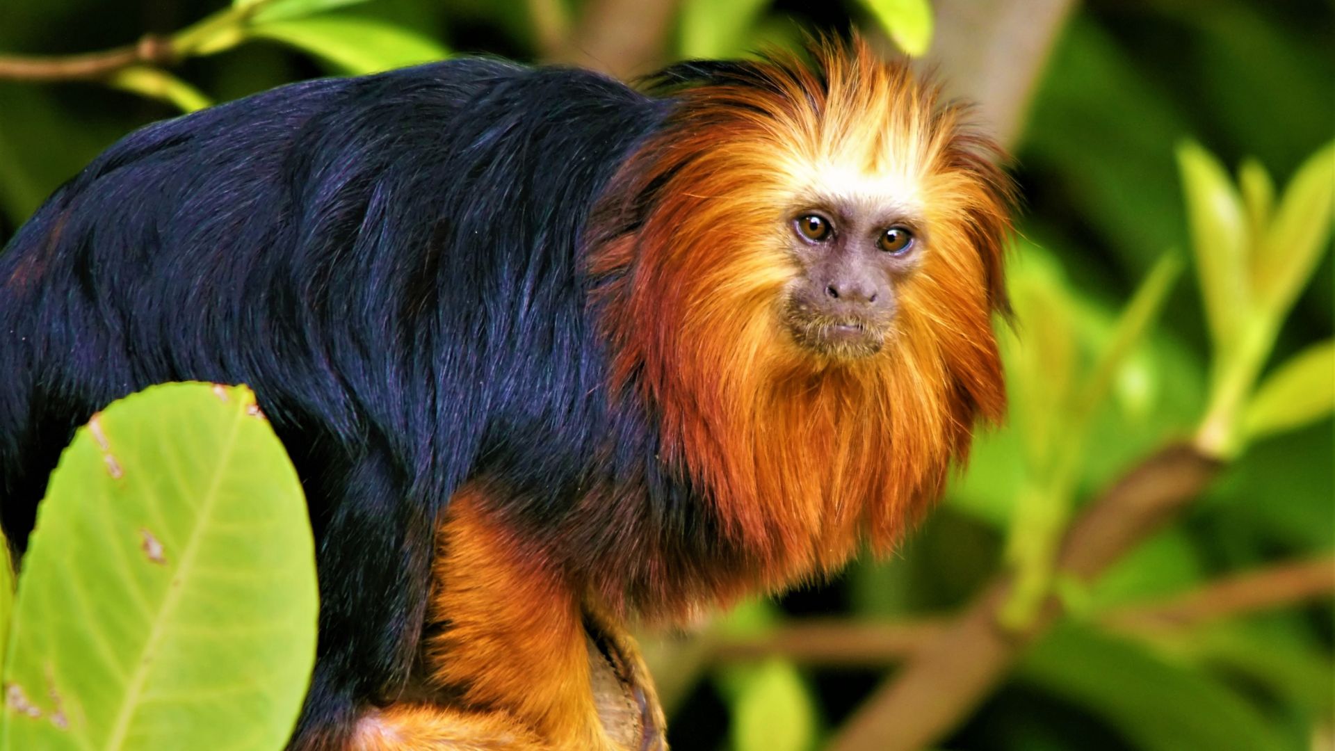 Desktop Wallpaper Golden Mantled Tamarin, Monkey, Animal, HD Image, Picture, Background, 2345ff