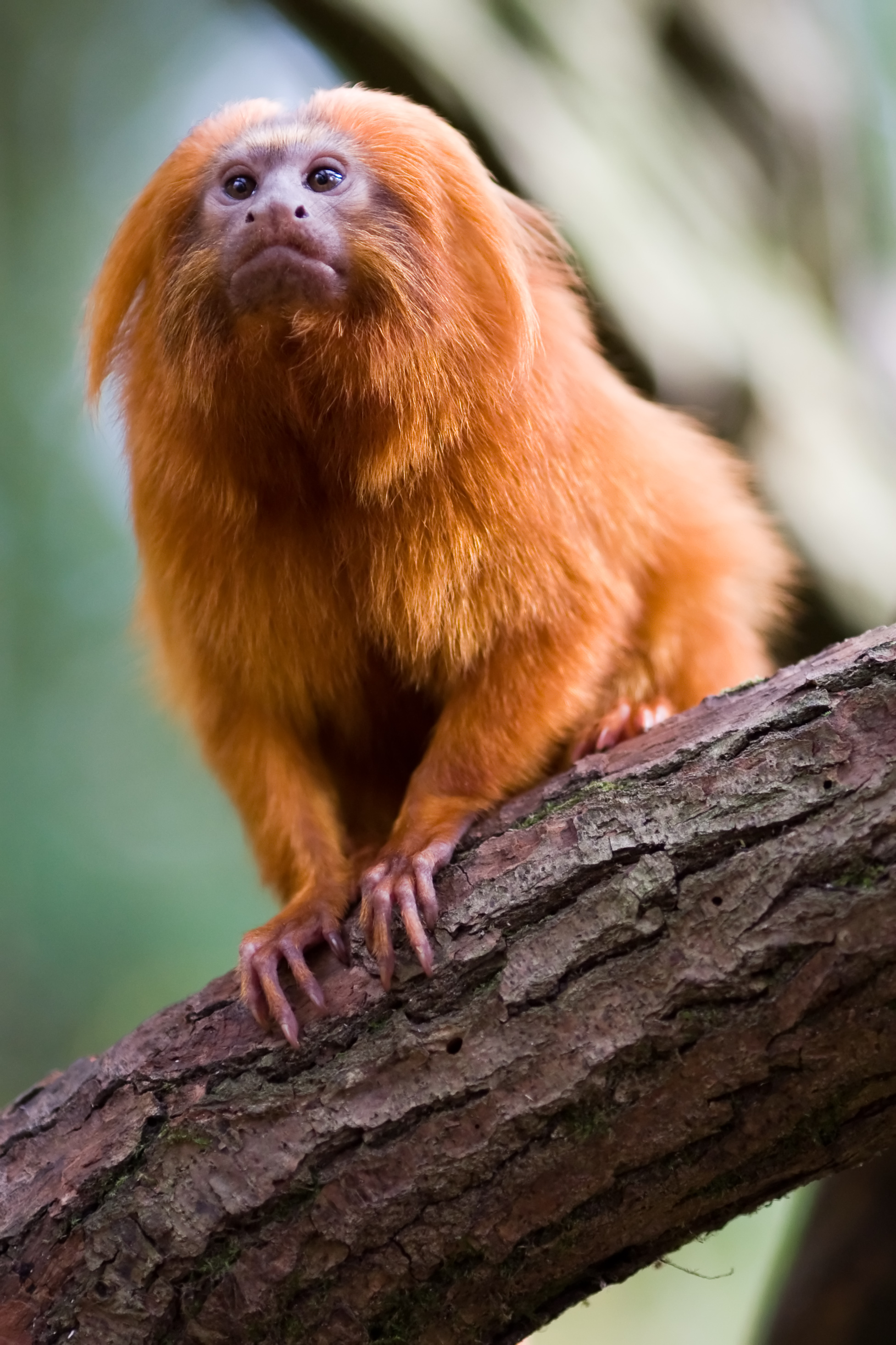 Golden Lion Tamarin. Creatures of the World