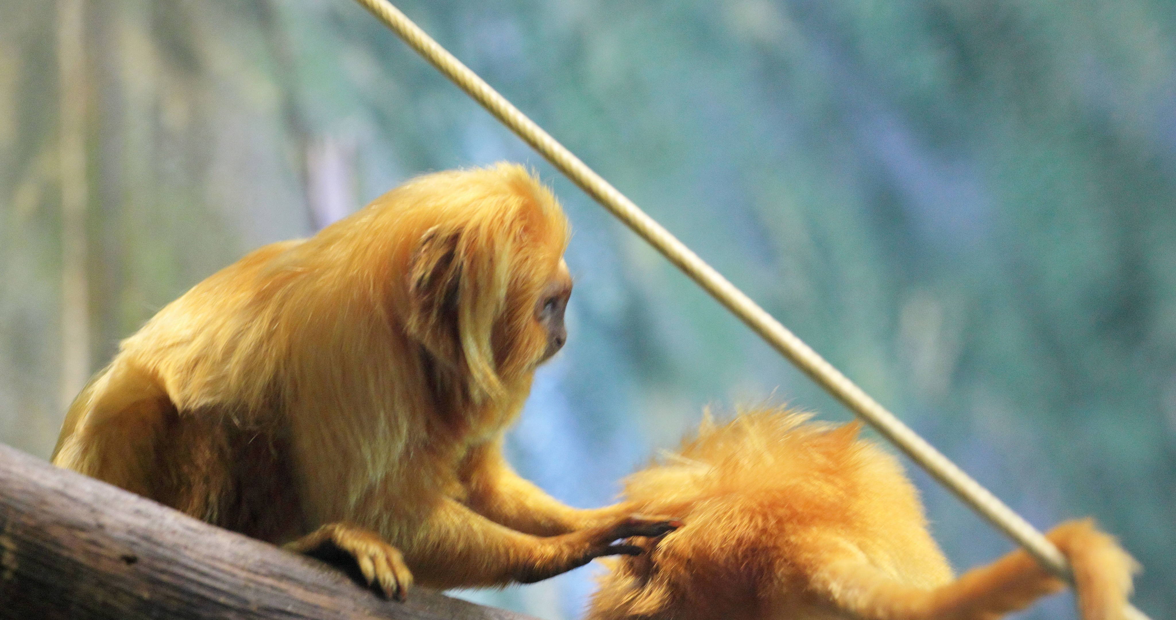 Golden Lion Tamarin