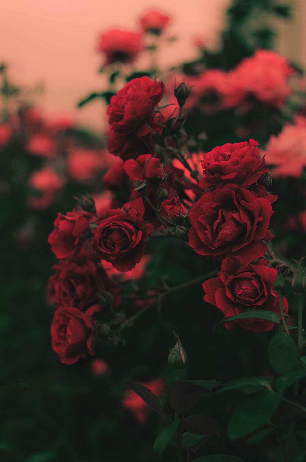 Red Flowers Picture. Download Free Image