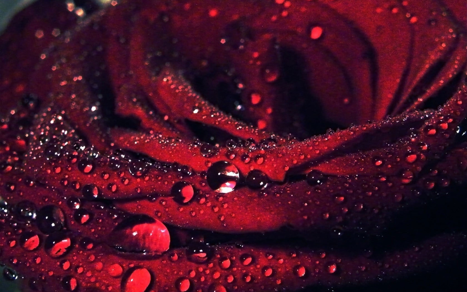 Red Rose Wallpaper, Macro, Flowers, Water Drops, Red Flowers, Plants, Close Up • Wallpaper For You