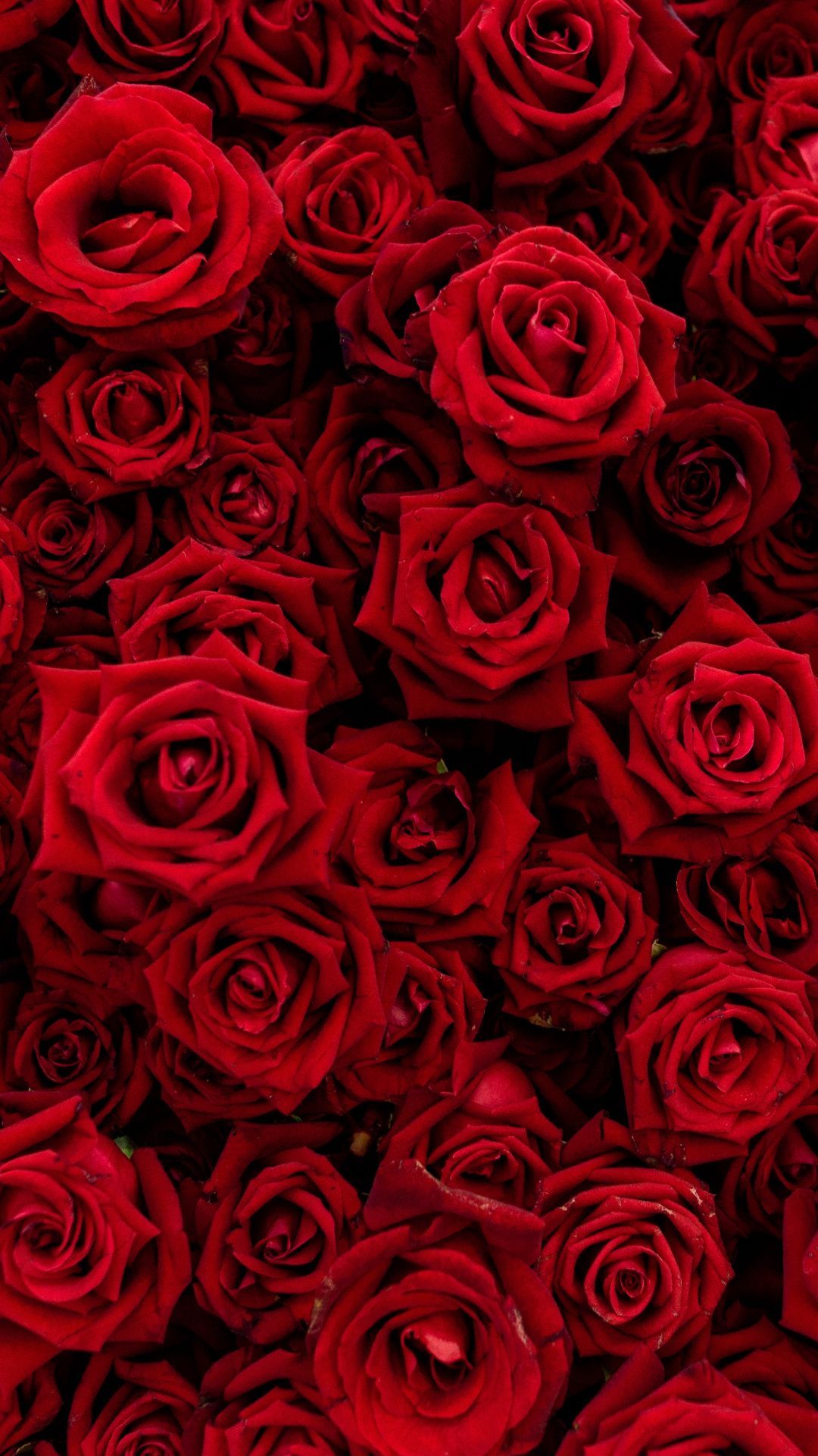 Red Flowers Wallpaper, HD Red Flowers Background on WallpaperBat