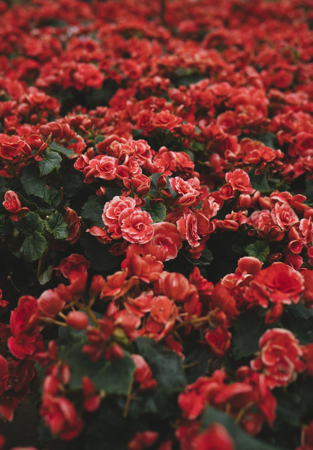 Red Plants Picture. Download Free Image