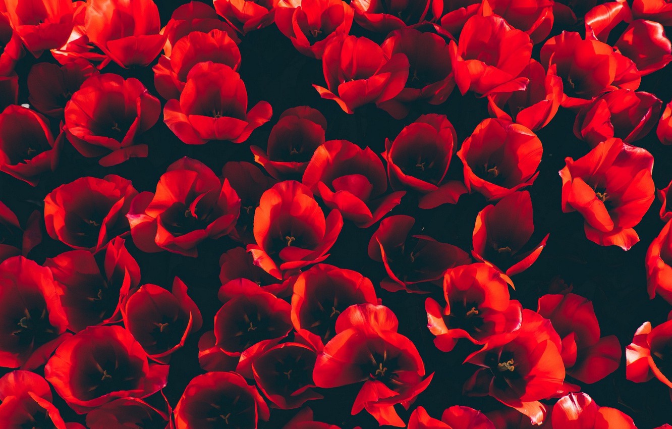 Wallpaper Red, Flower, Wallpaper, Tulip image for desktop, section цветы