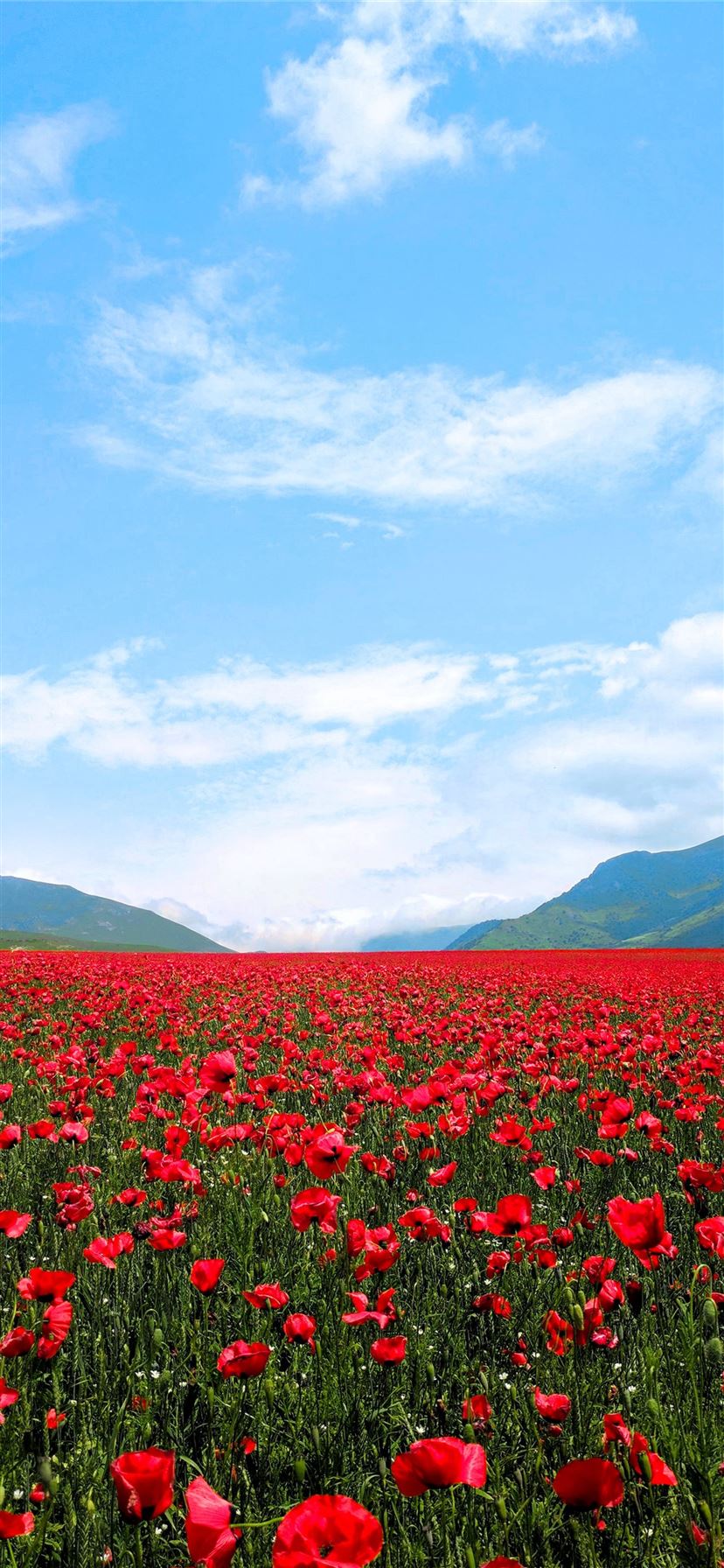 red flower field iPhone 11 Wallpaper Free Download