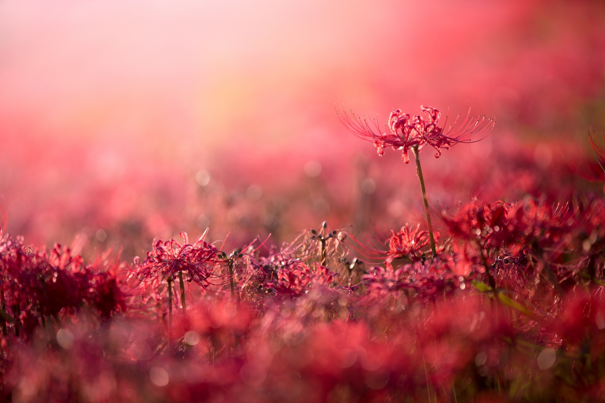 plants, Flowers, Red flowers, Bokeh, Depth of field Wallpaper HD / Desktop and Mobile Background