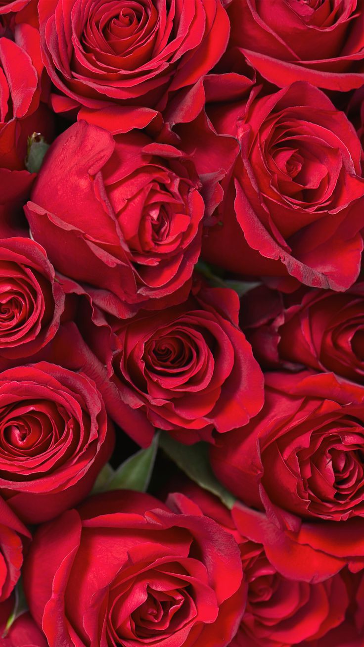 Samsung Galaxy S7 Roses Wallpaper​-Quality Image and Transparent PNG F. Rose wallpaper, Red roses wallpaper, Flower phone wallpaper