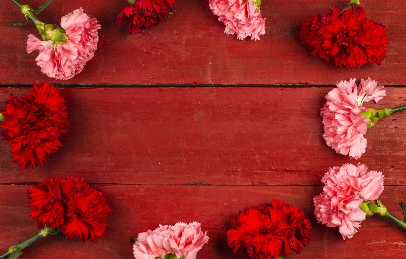 Wallpaper flowers, red, red, pink, wood, pink, flowers, clove, frame image for desktop, section цветы