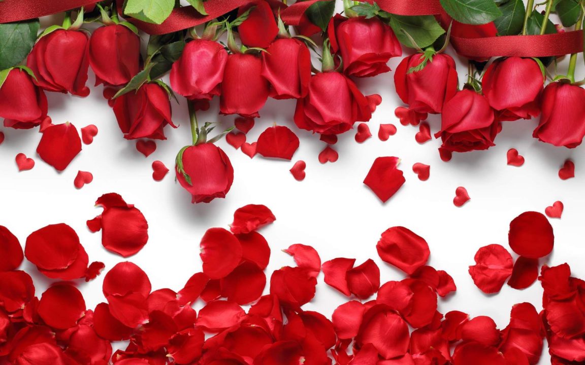 Collection, desktop wallpaper flowers background red rose (HD Download)