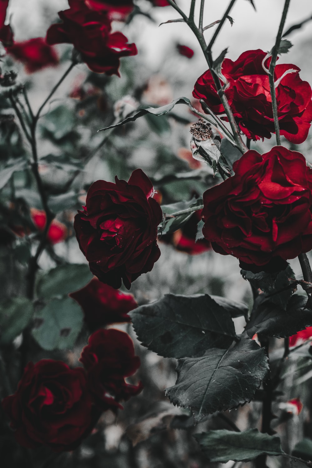 Red Roses Wallpaper Picture. Download Free Image