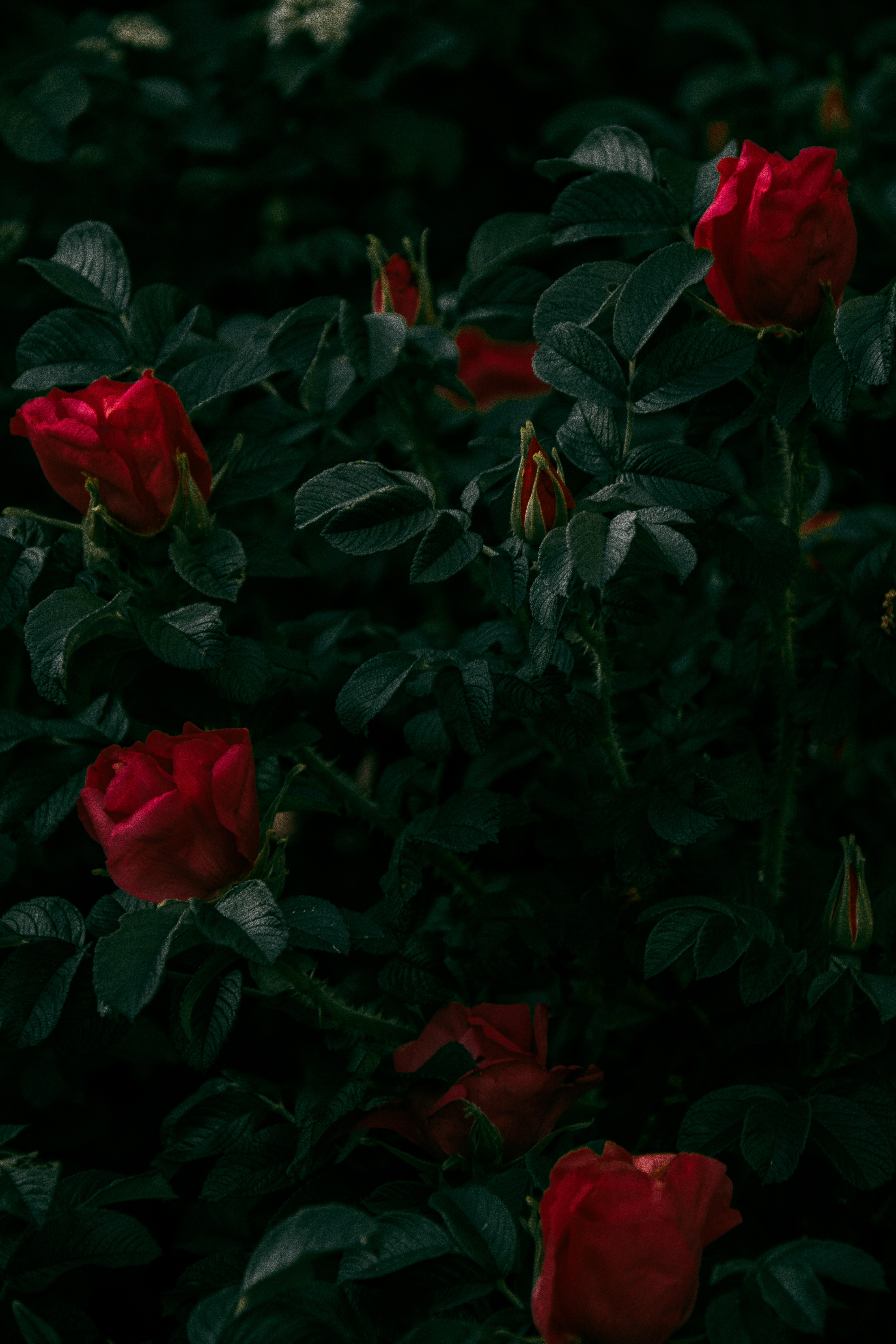 Photography of Red Rose Plant · Free