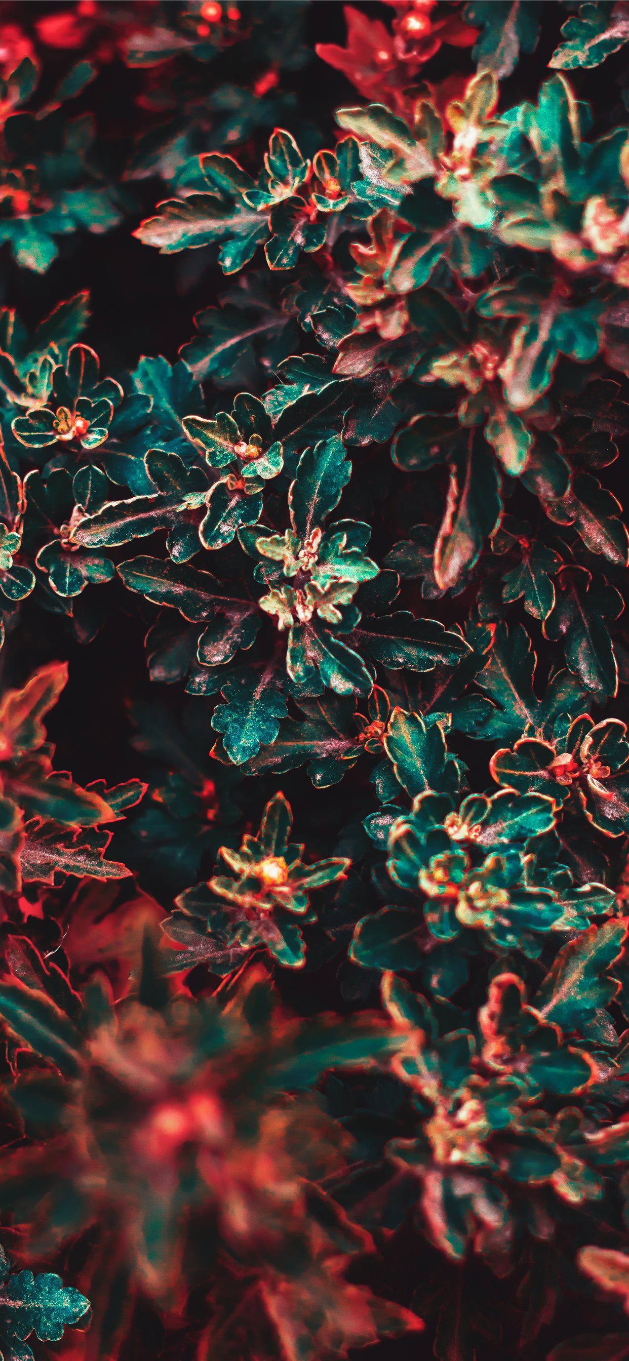 green and red leafed plant iPhone X Wallpaper Free Download